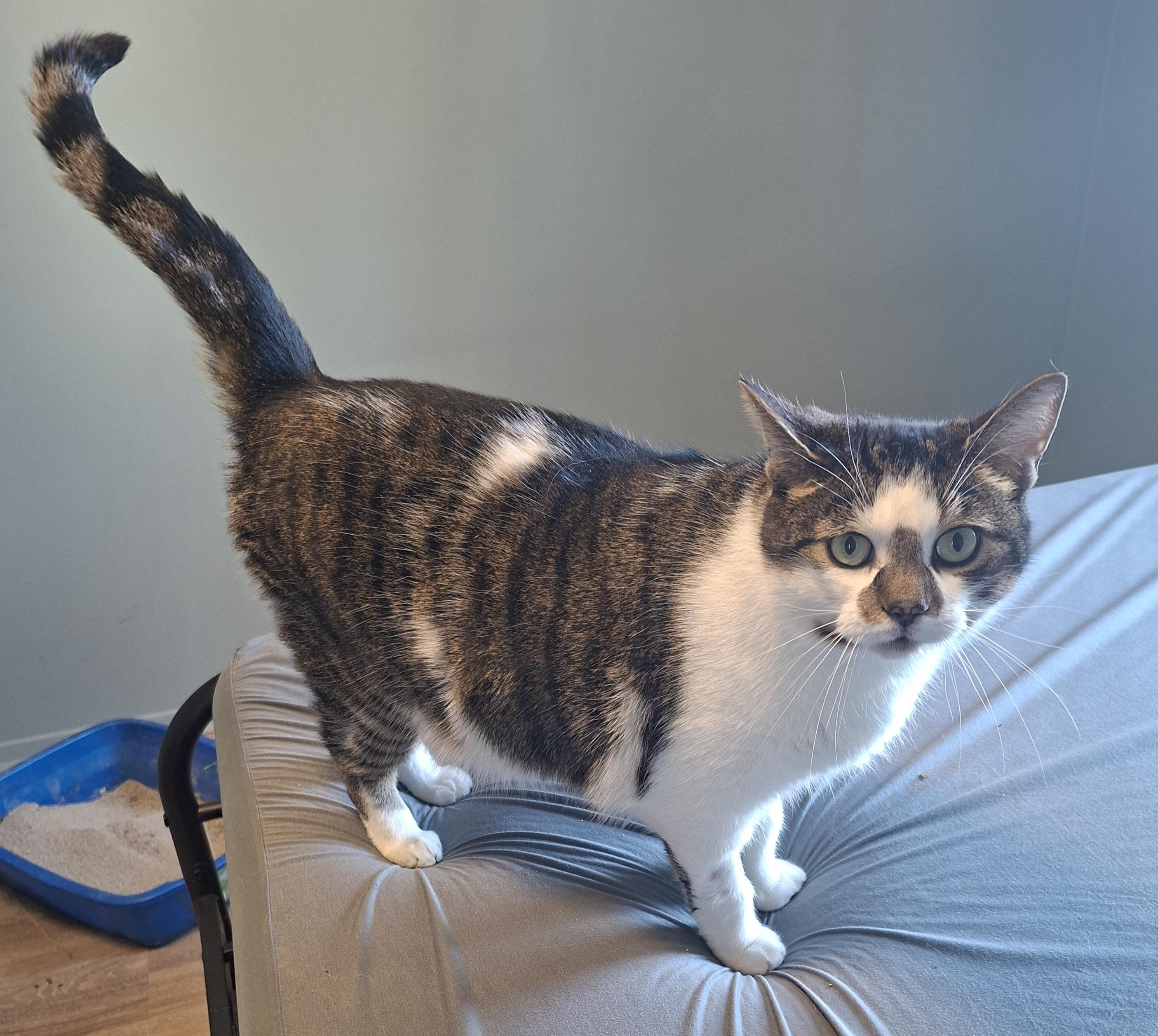 Enlarge Ti-GARS (FA/FF), a ADOPTABLE Domestic Short Hair in Sainte-Angele-de-Monnoir, QC image 2/2