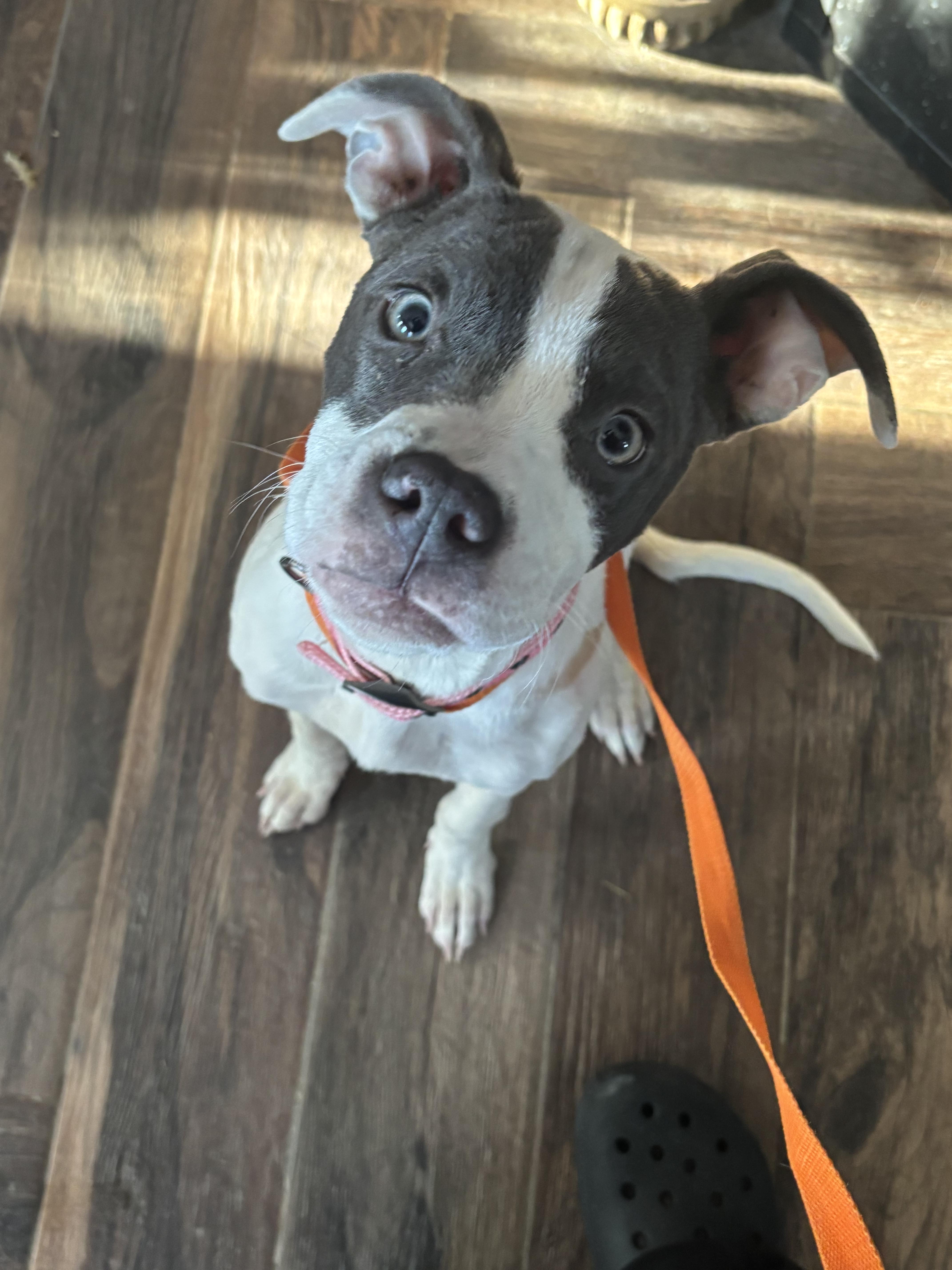 Santia, ADOPTABLE, Puppy Female American Staffordshire Terrier.