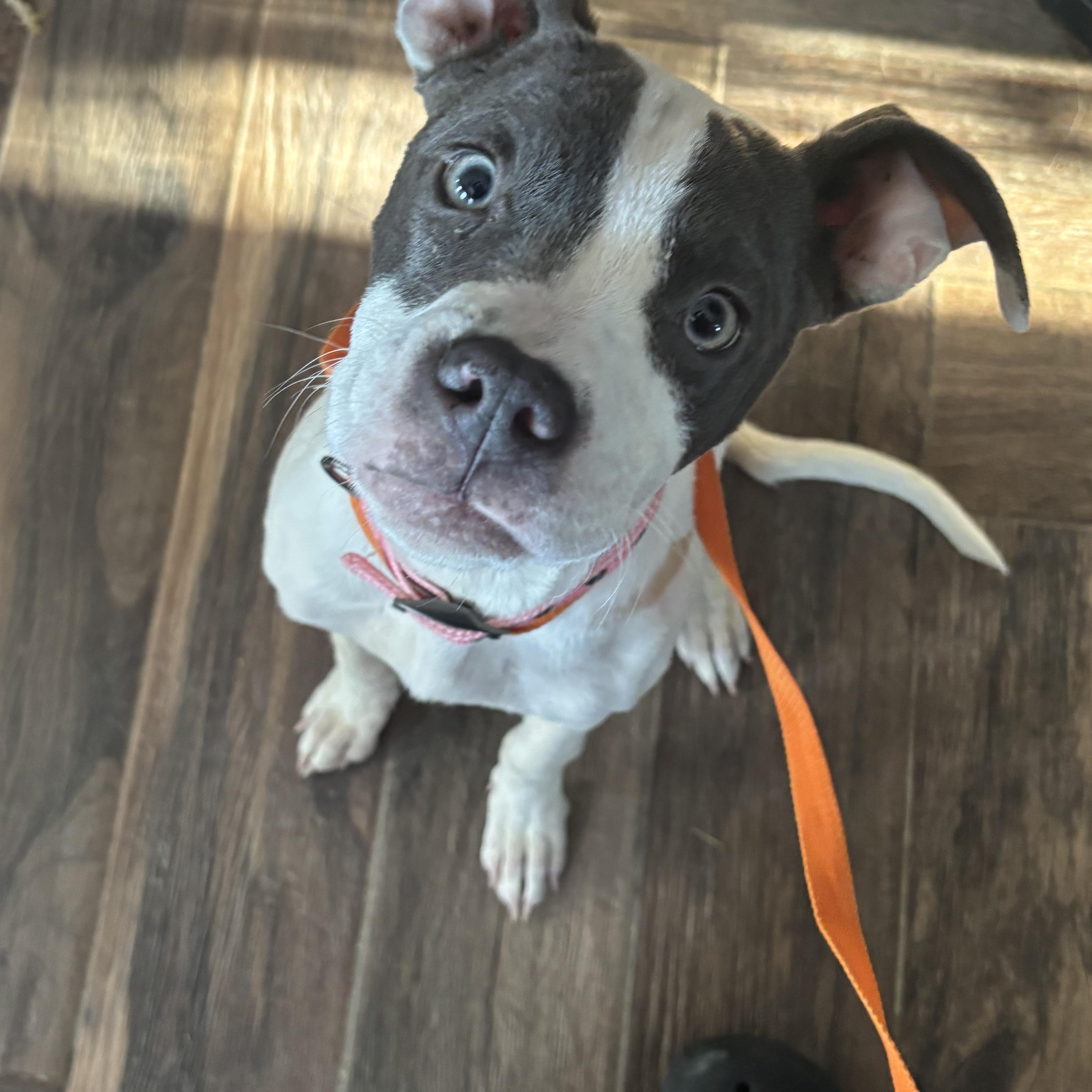 Enlarge Santia, a ADOPTABLE American Staffordshire Terrier in Macomb, MI image 1/1