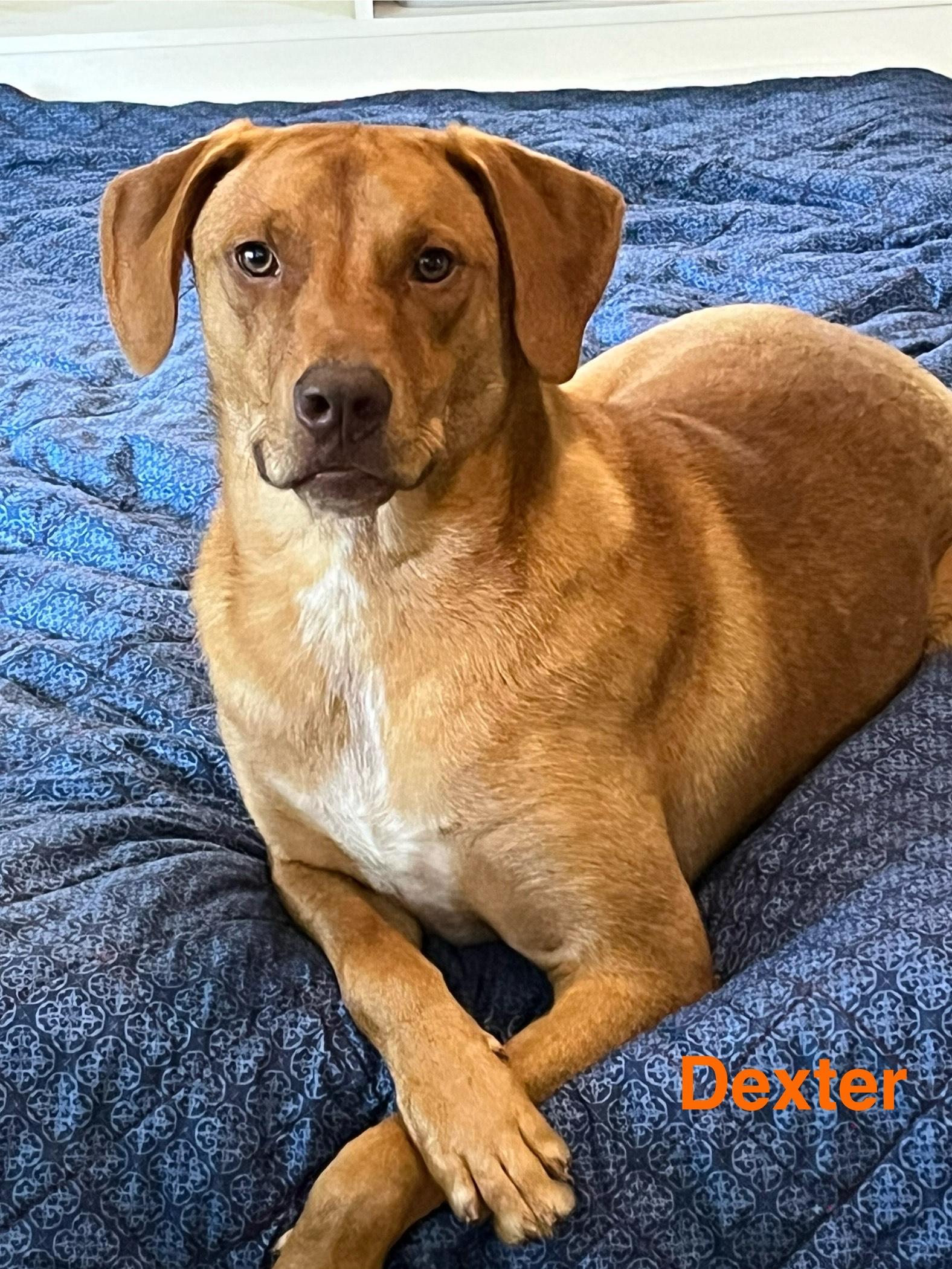 Dexter, Adoptable, Young Male Catahoula Leopard Dog & Australian Cattle Dog / Blue Heeler.