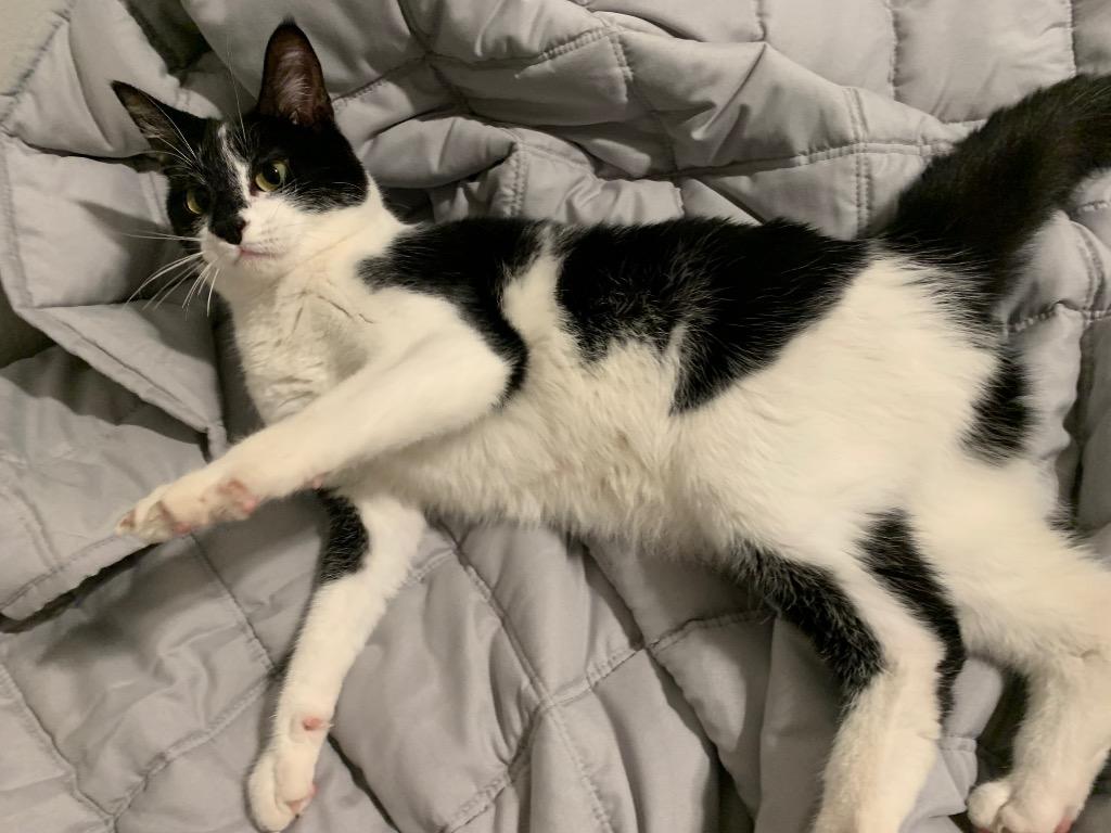 Enlarge Sprinkle, a Adoptable Domestic Medium Hair in Sorrento, LA image 1/2