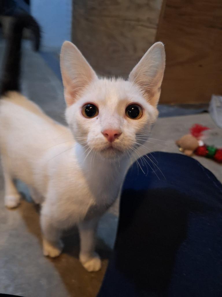 Enlarge Harlem, a Adoptable mixed breed in Urbandale, IA image 2/4