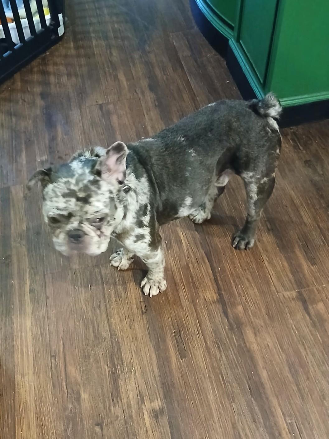 Beau, adopted, Young Male French Bulldog.