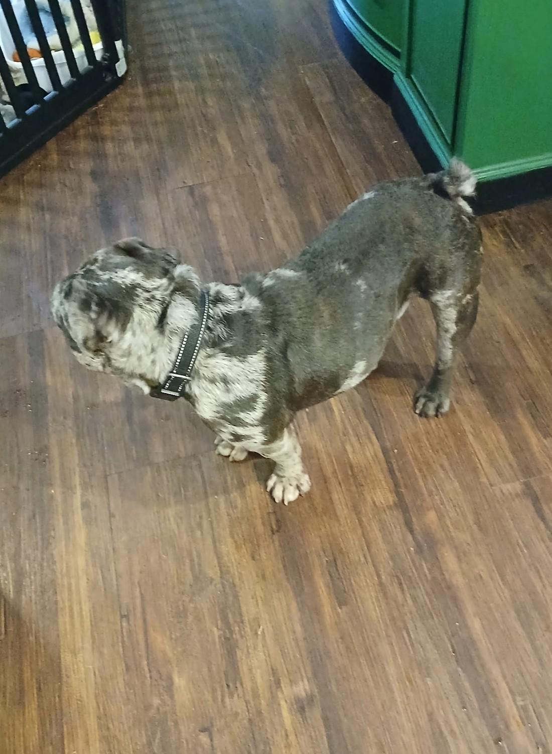 Beau, an adopted French Bulldog in Inverness, FL image 2/2