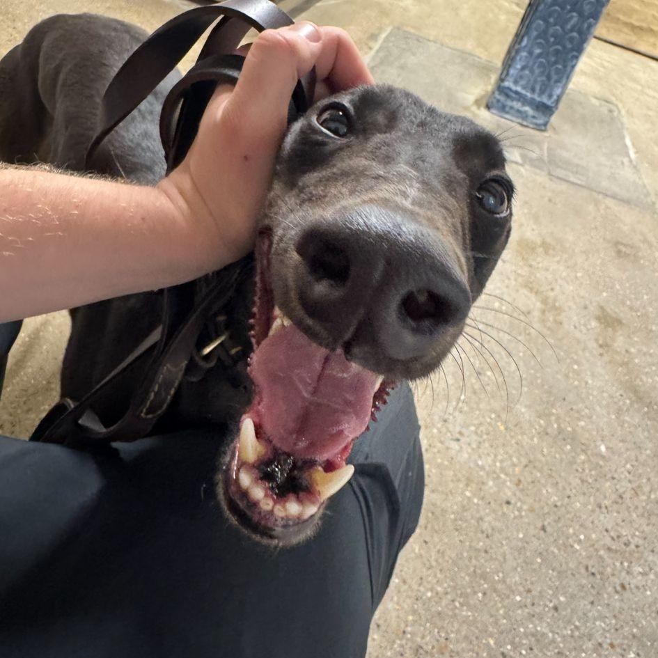 Enlarge Ronnie's Oscar (Oscar), an adopted Greyhound in North Port, FL image 2/5