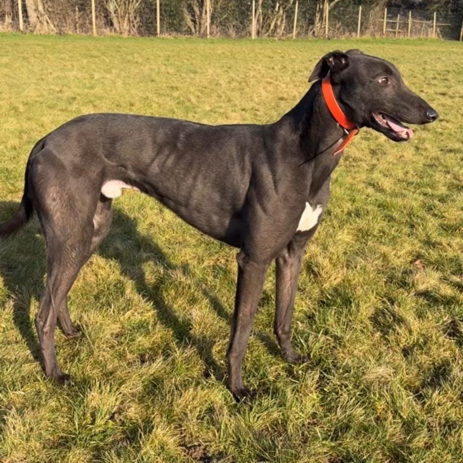 Ronnie's Oscar (Oscar), adopted, Adult Male Greyhound.