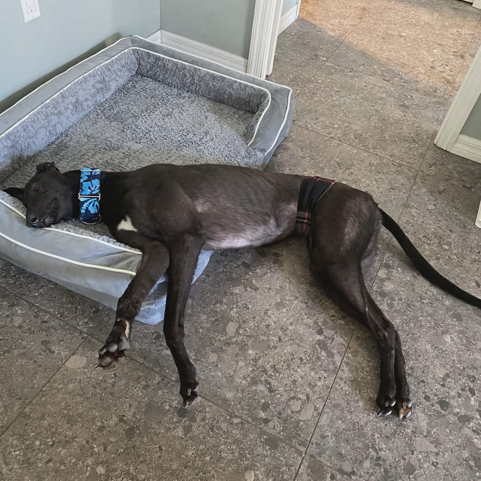 Enlarge Ronnie's Oscar (Oscar), an adopted Greyhound in North Port, FL image 3/5