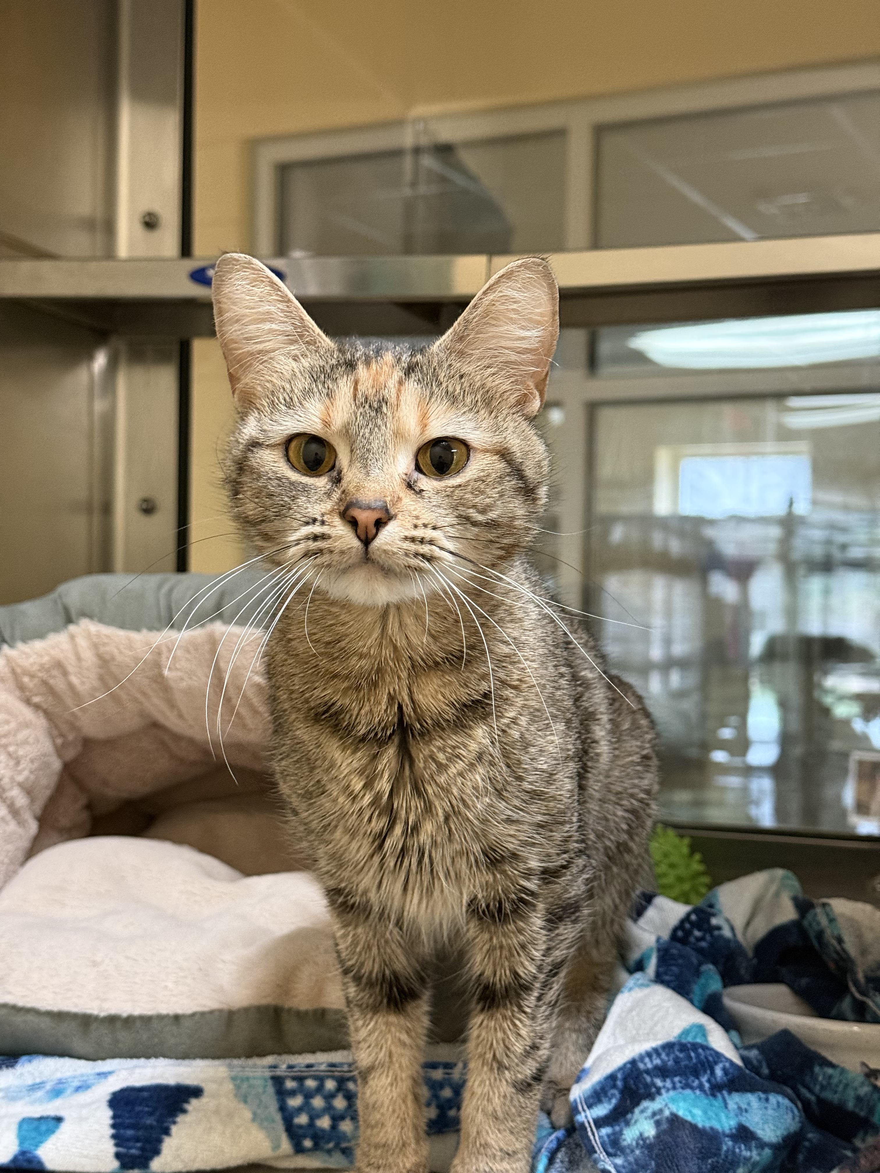 Honeycomb, ADOPTABLE, Adult Female Domestic Short Hair.