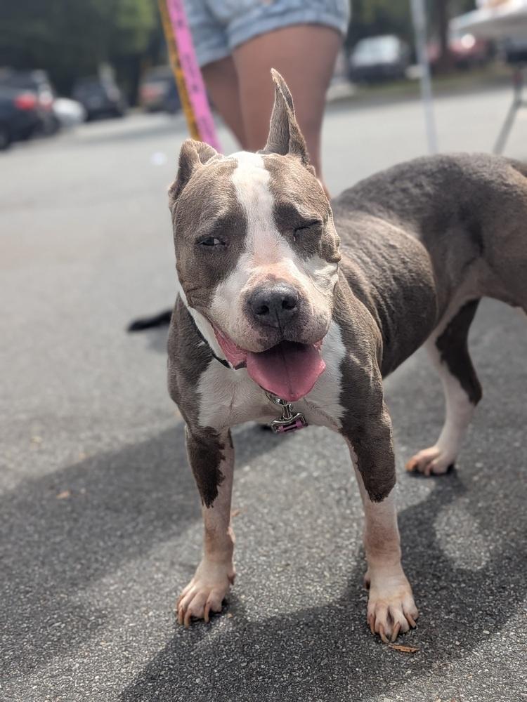 Enlarge Bleu Cheese, a Adoptable mixed breed in Statesville, NC image 1/1