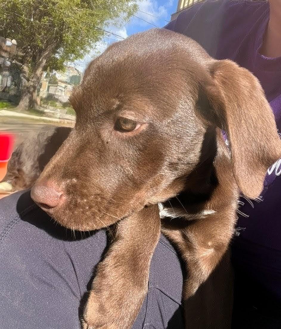 Reggie, an adopted Chocolate Labrador Retriever in Willington, CT image 2/4
