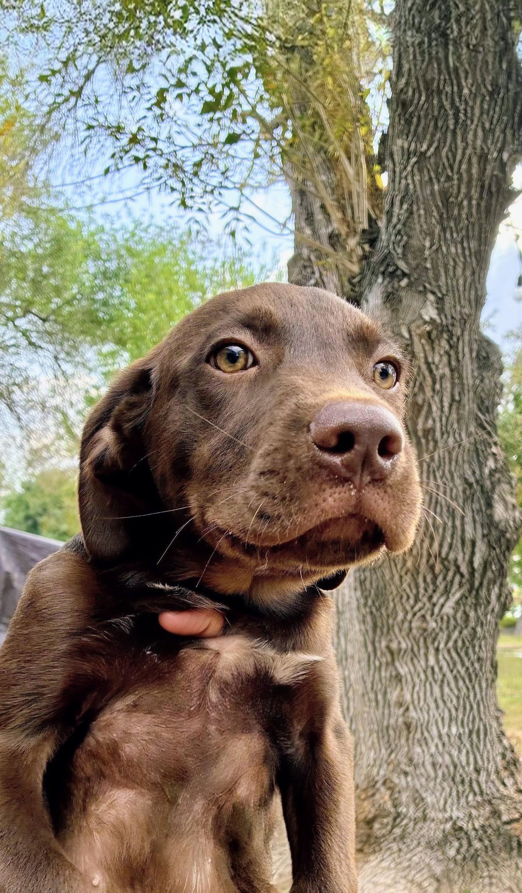 Reggie, an adopted Chocolate Labrador Retriever in Willington, CT image 3/4