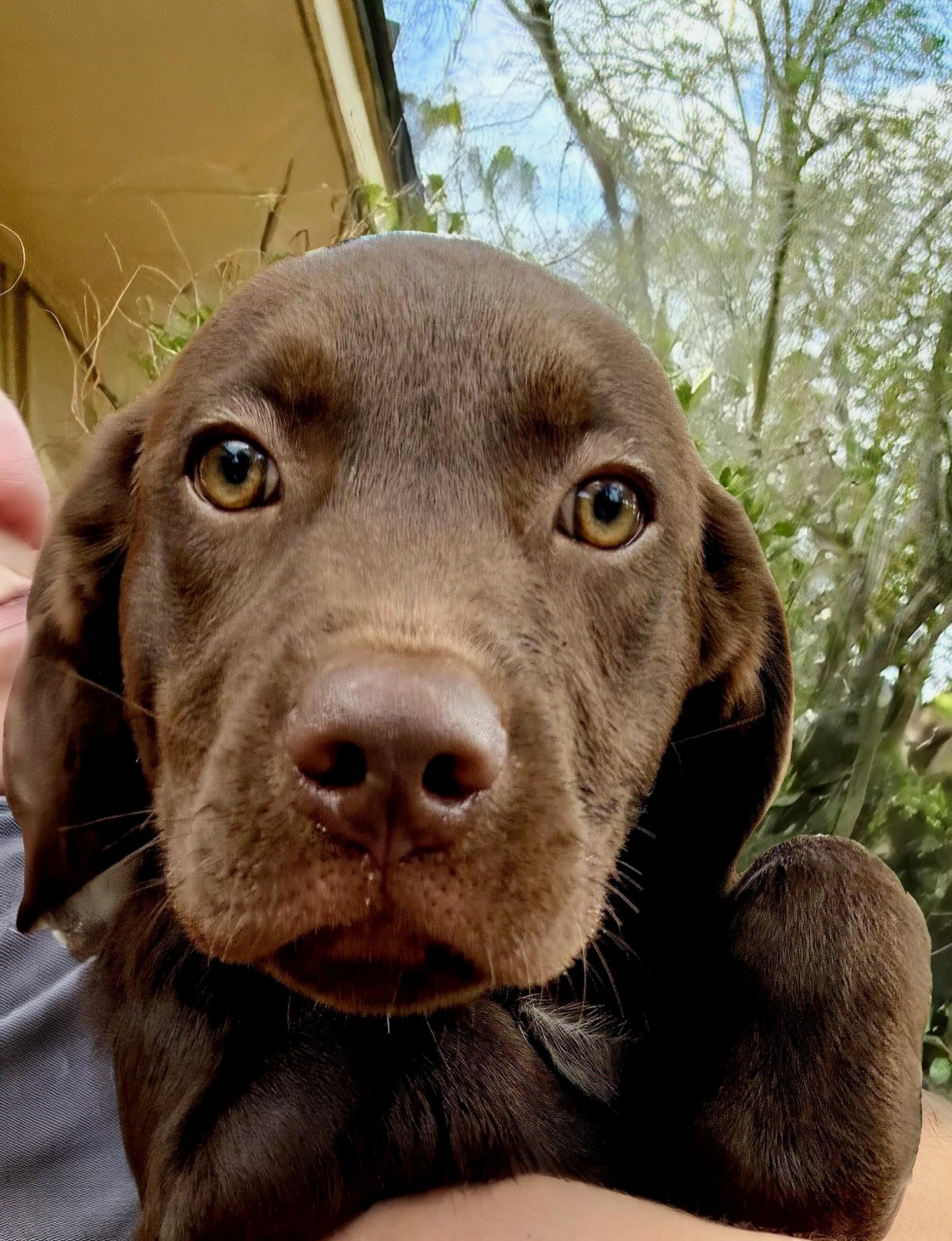 Reggie, an adopted Chocolate Labrador Retriever in Willington, CT image 1/4