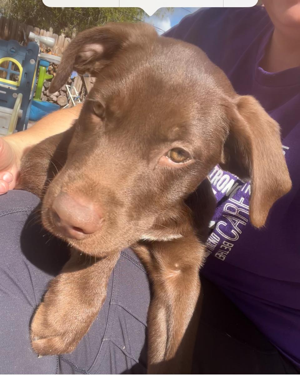 Reggie, an adopted Chocolate Labrador Retriever in Willington, CT image 4/4