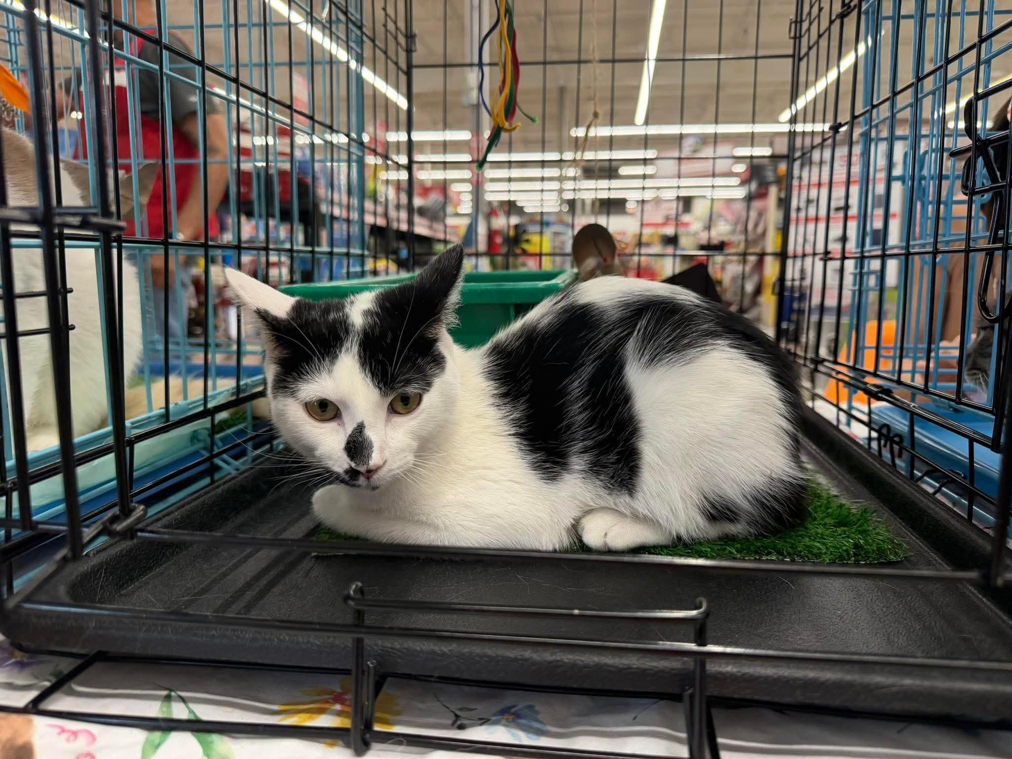 Enlarge GRACEN, a Adoptable Manx in Perth Amboy , NJ image 3/6