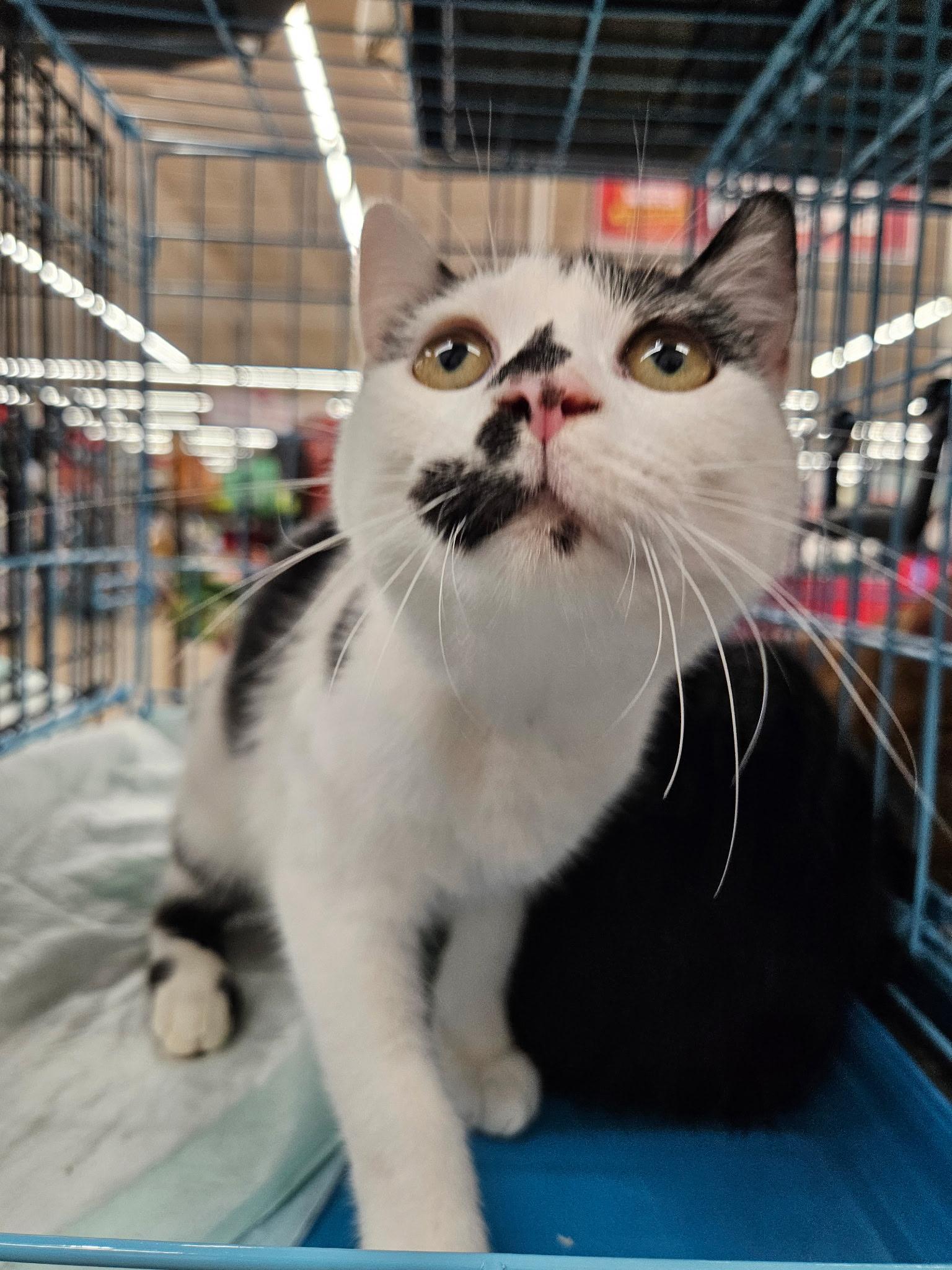 Enlarge GRACEN, a Adoptable Manx in Perth Amboy , NJ image 2/6