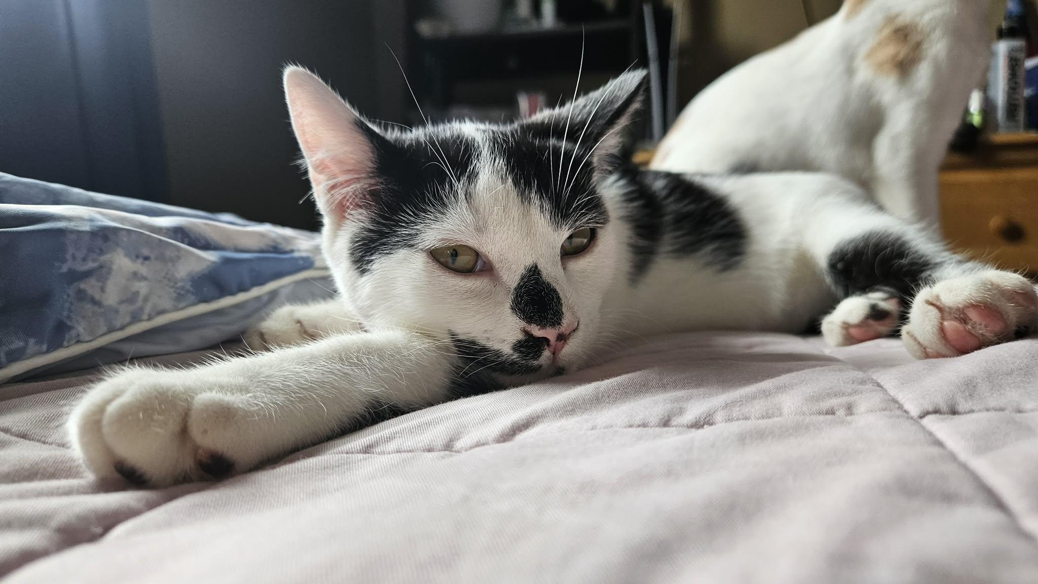 GRACEN, Adoptable, Kitten Male Manx.