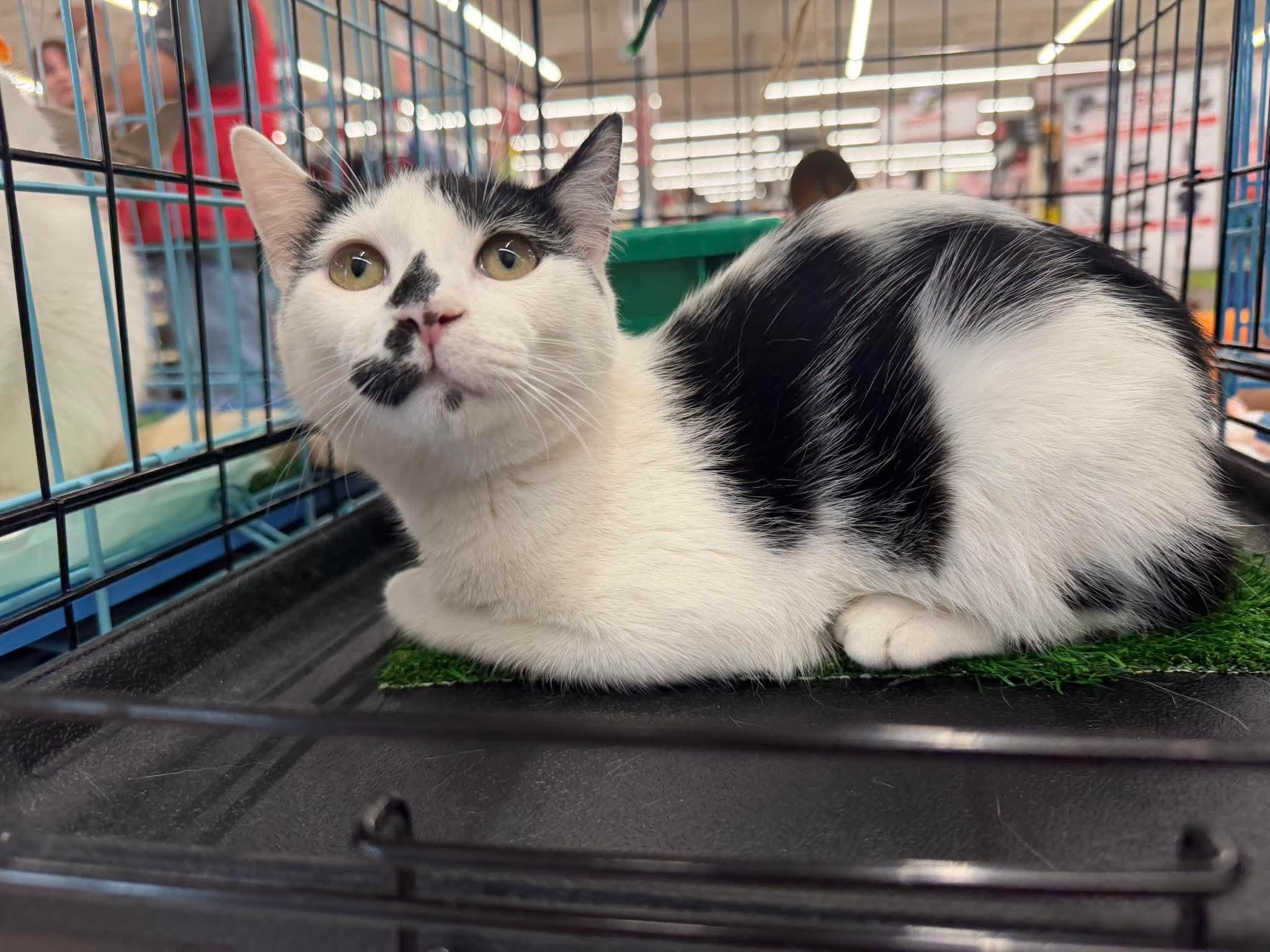 Enlarge GRACEN, a Adoptable Manx in Perth Amboy , NJ image 4/6
