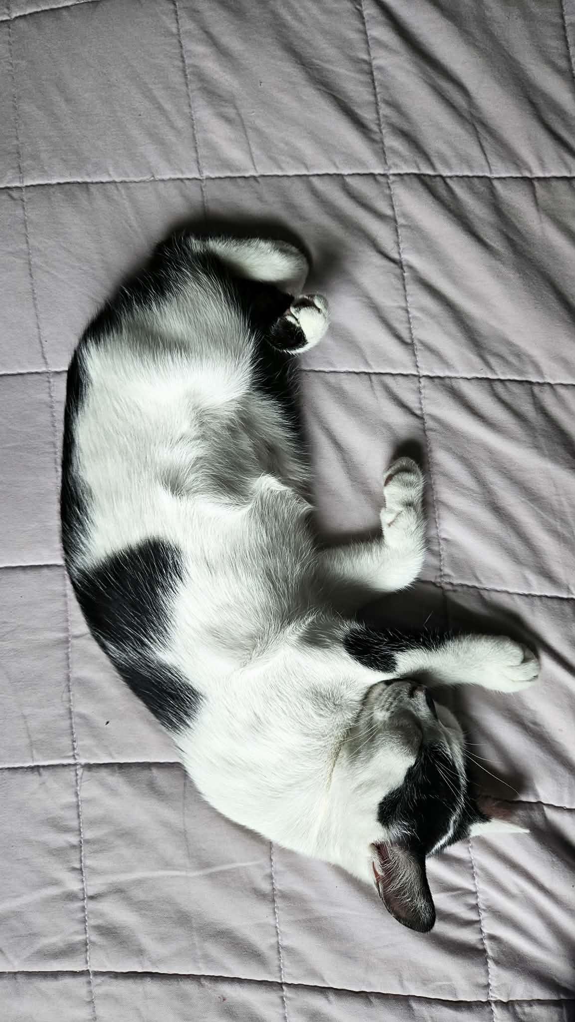 Enlarge GRACEN, a Adoptable Manx in Perth Amboy , NJ image 6/6