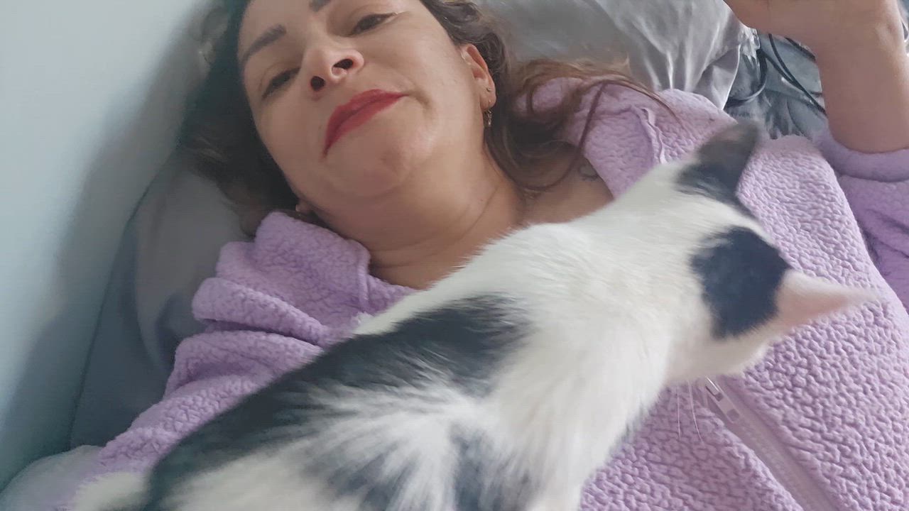 Enlarge GRACEN, a Adoptable Manx in Perth Amboy , NJ video 6/6