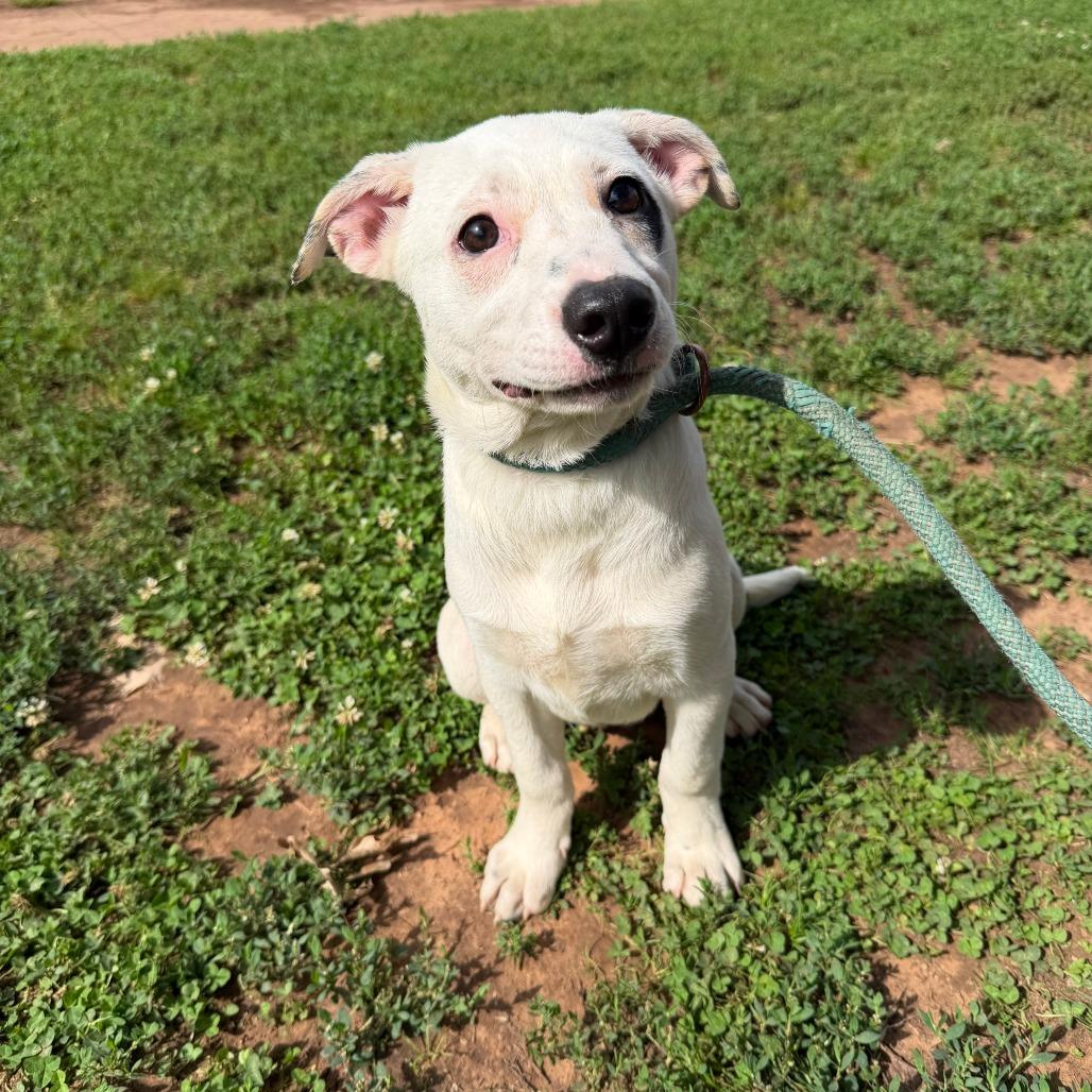 Enlarge Summer, a Adoptable mixed breed in Stillwater, OK image 1/1