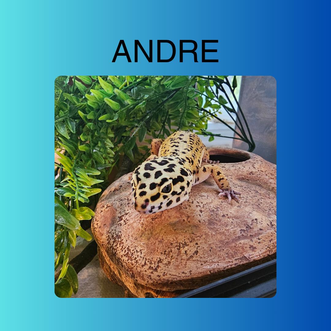 Enlarge Andre, a Adopted Lizard in Frederick, MD image 1/1