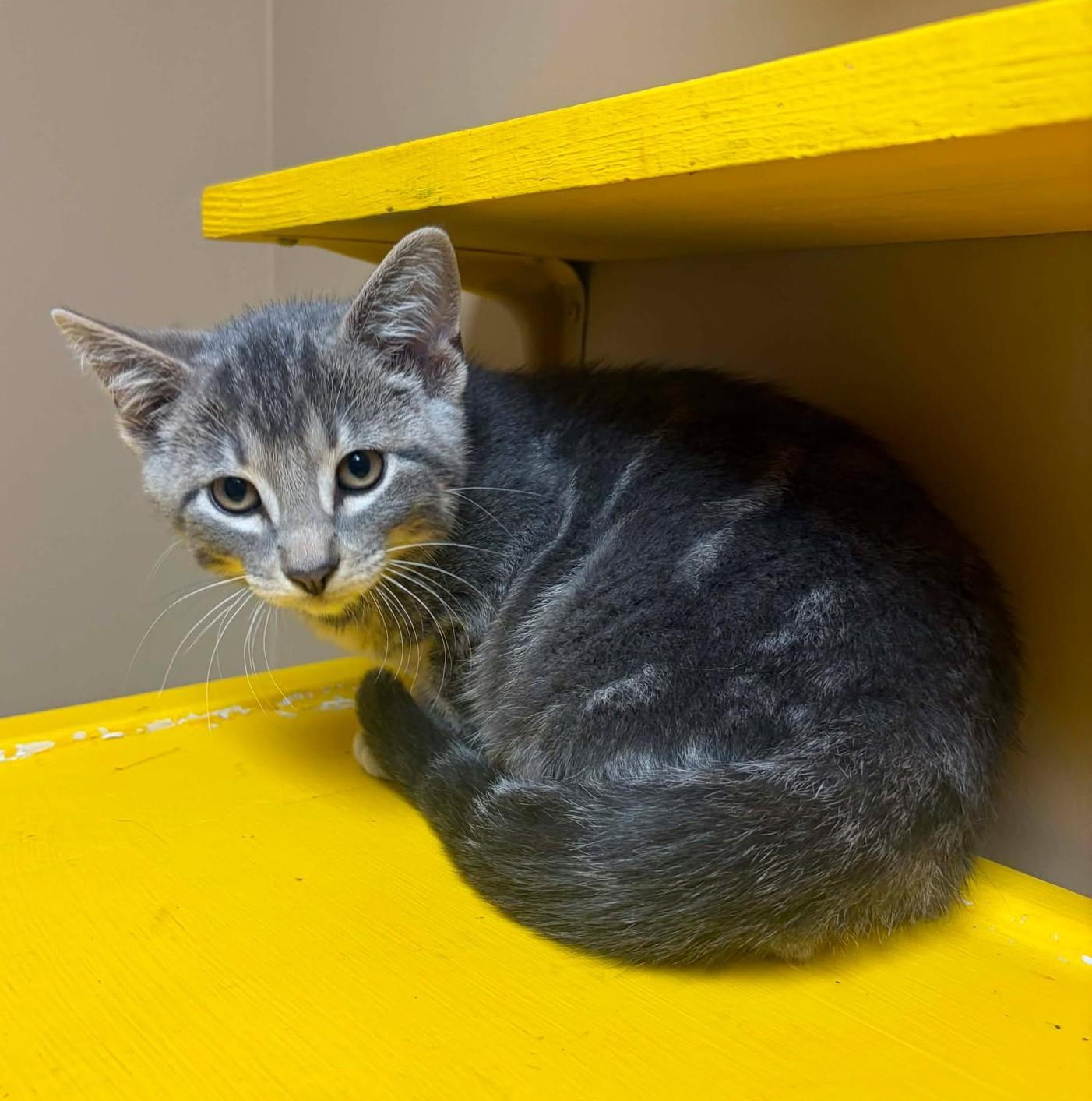 Eddy, an adopted mixed breed in Maryville, MO image 2/3