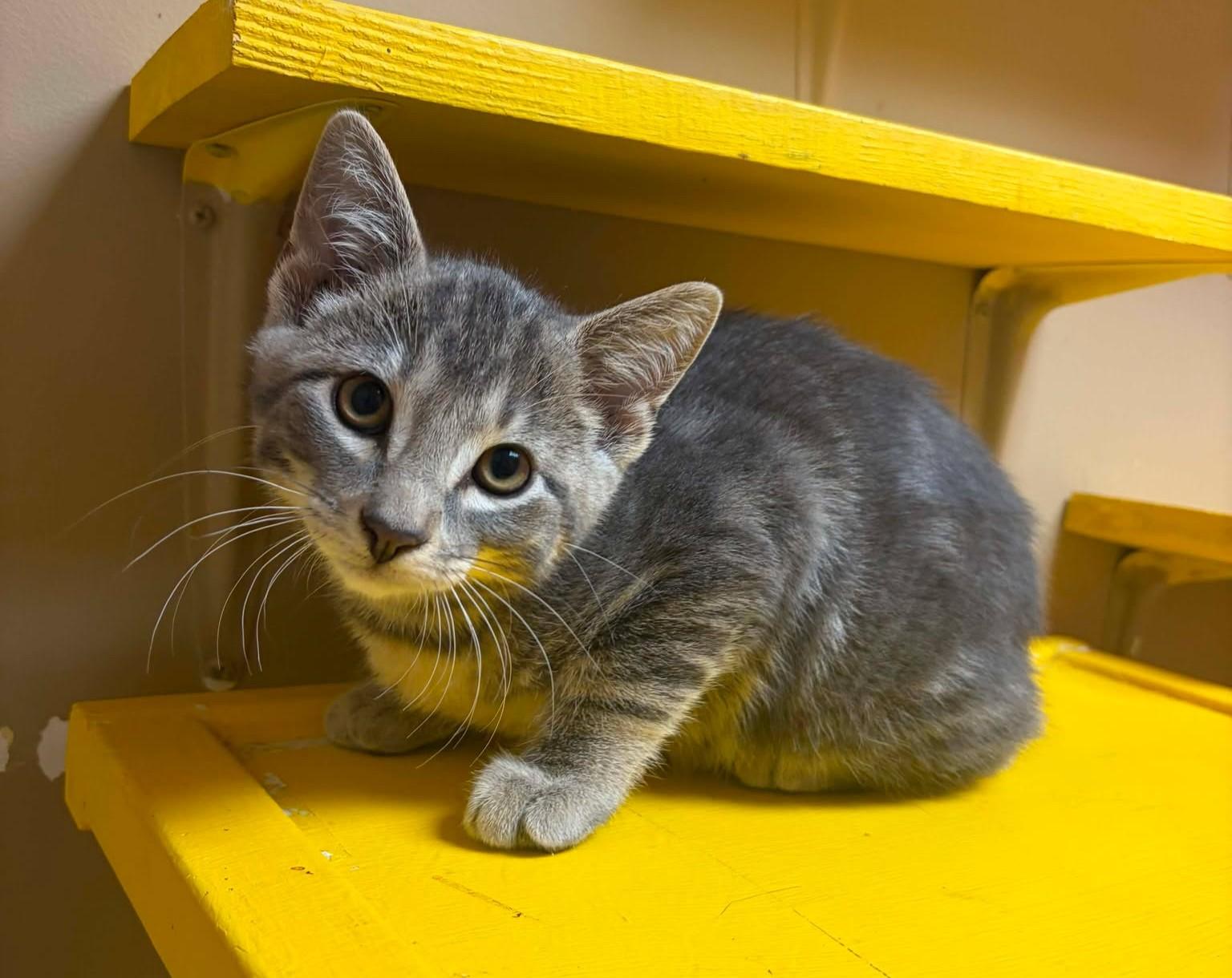 Eddy, an adopted mixed breed in Maryville, MO image 3/3
