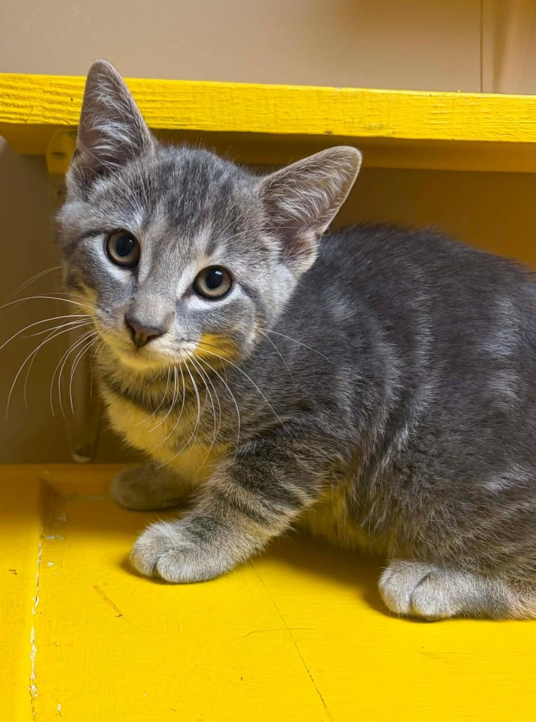 Eddy, adopted, Kitten Male Domestic Short Hair.