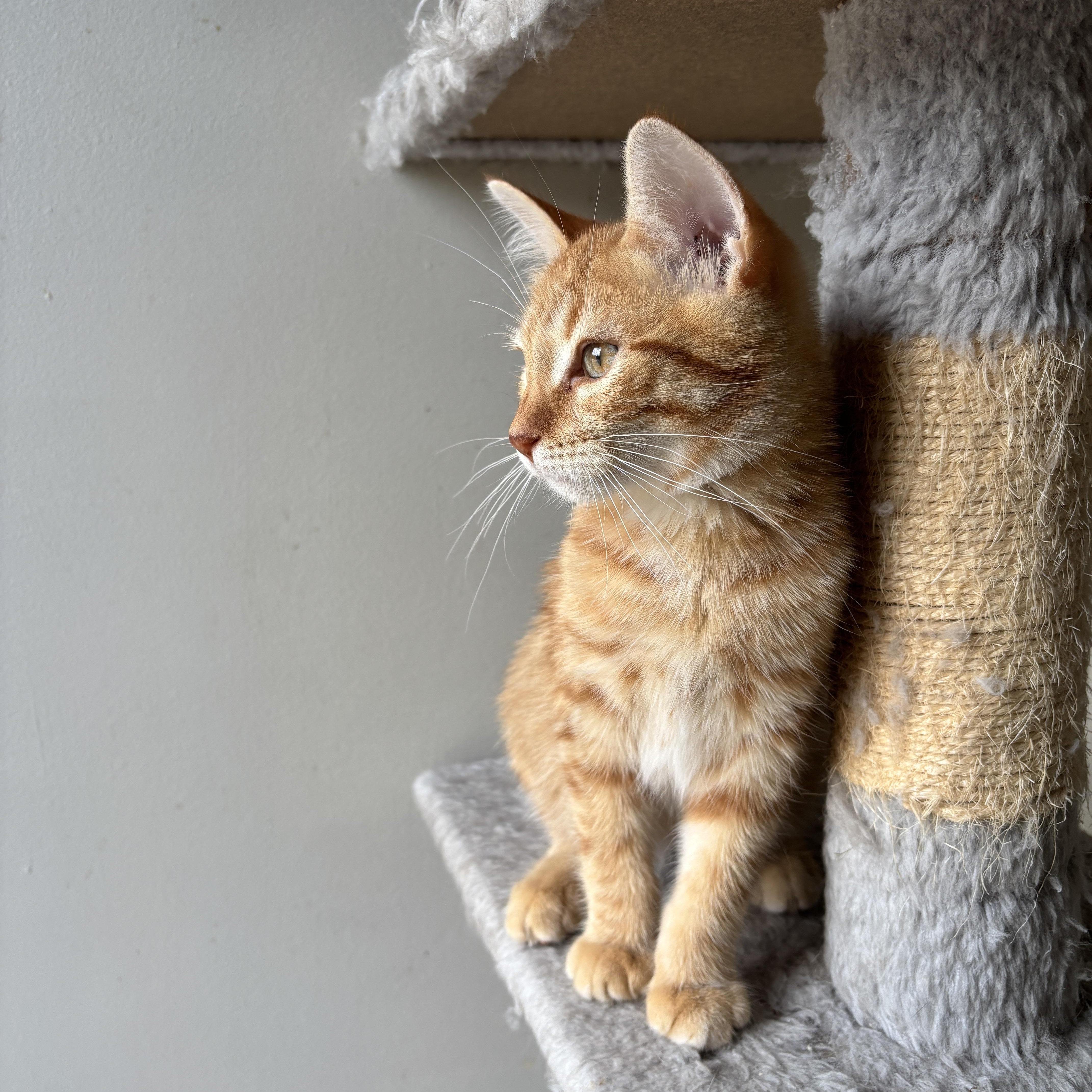 Enlarge EINSTEIN, an adopted Domestic Medium Hair in Shakespeare, ON image 4/5