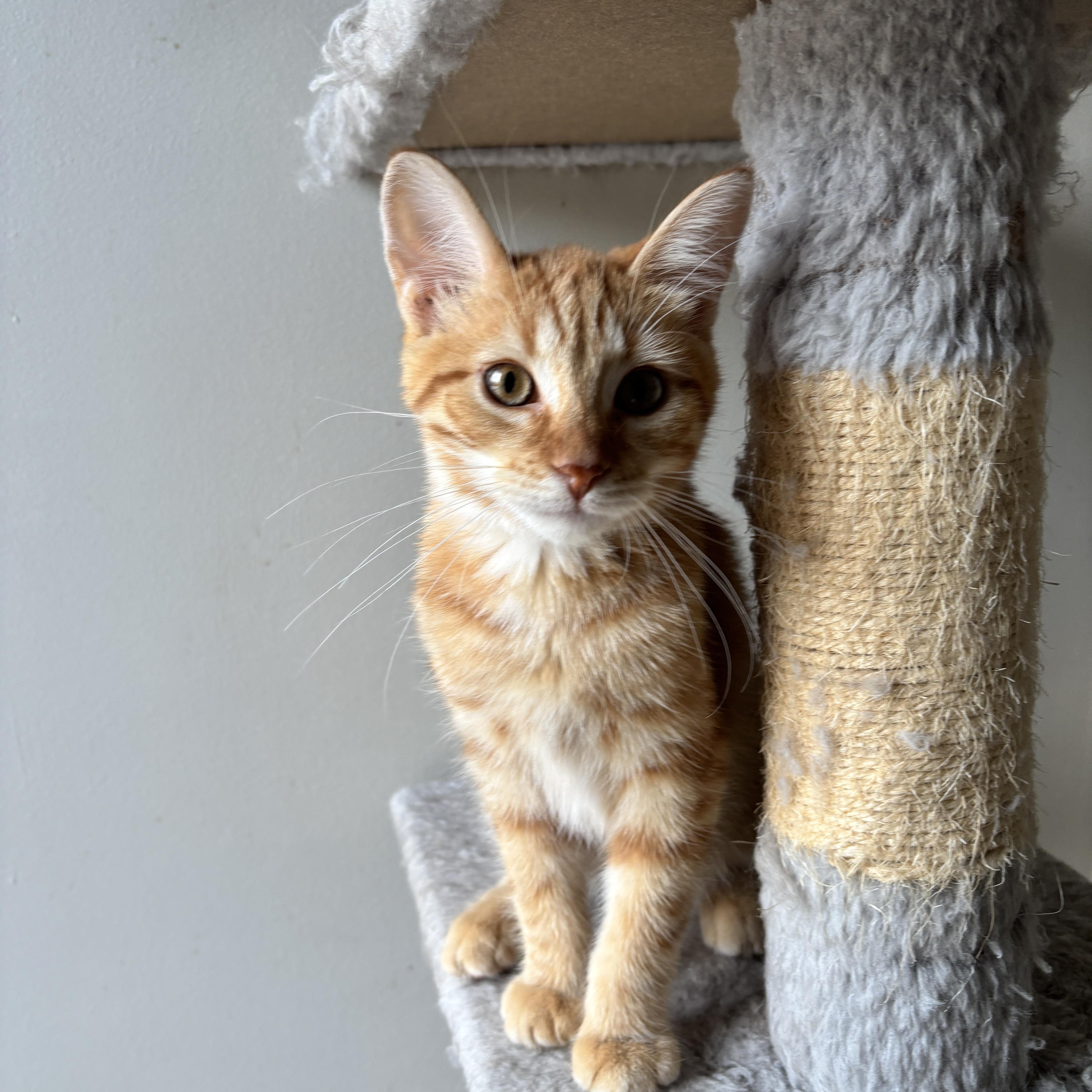 EINSTEIN, adopted, Kitten Male Domestic Medium Hair.