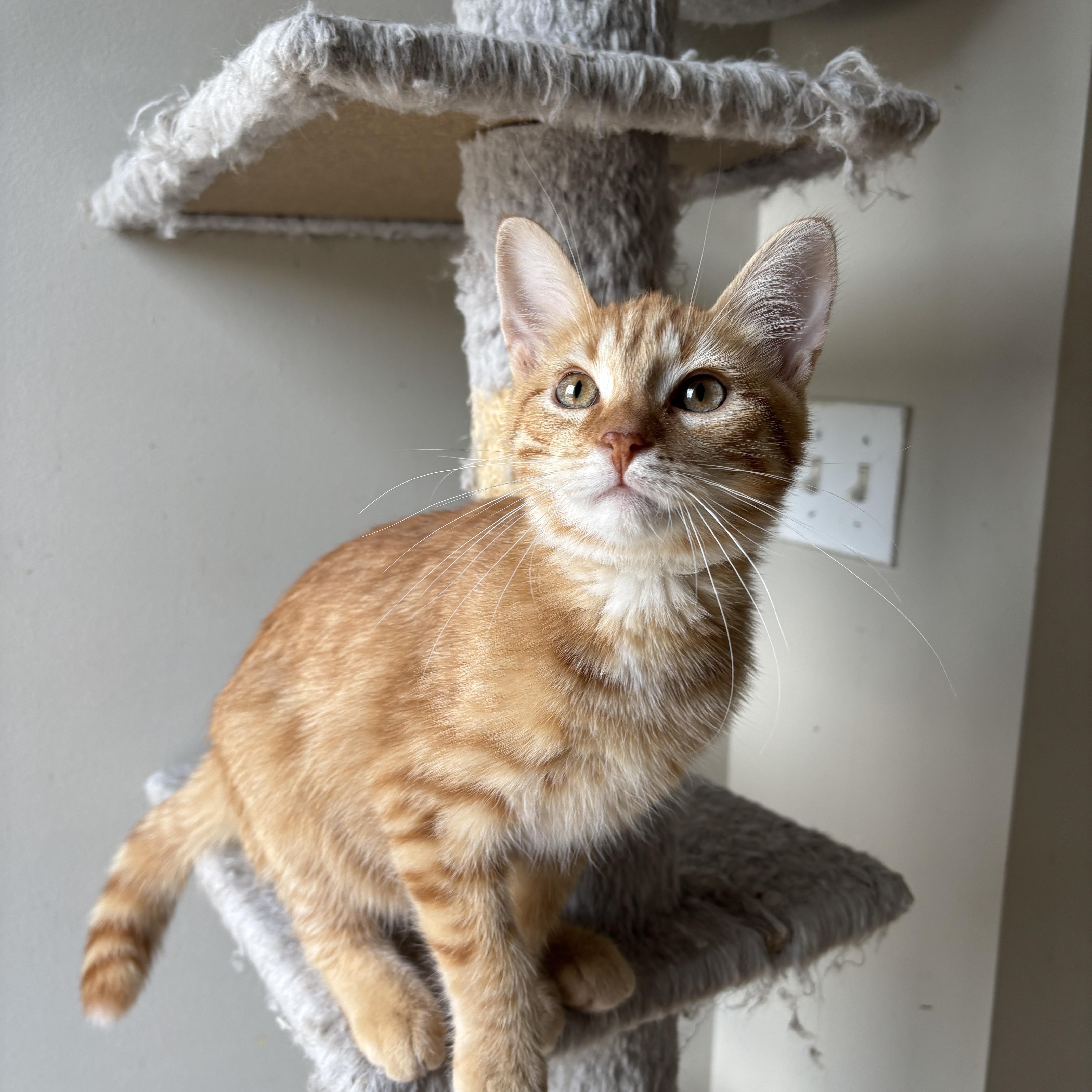 Enlarge EINSTEIN, an adopted Domestic Medium Hair in Shakespeare, ON image 2/5