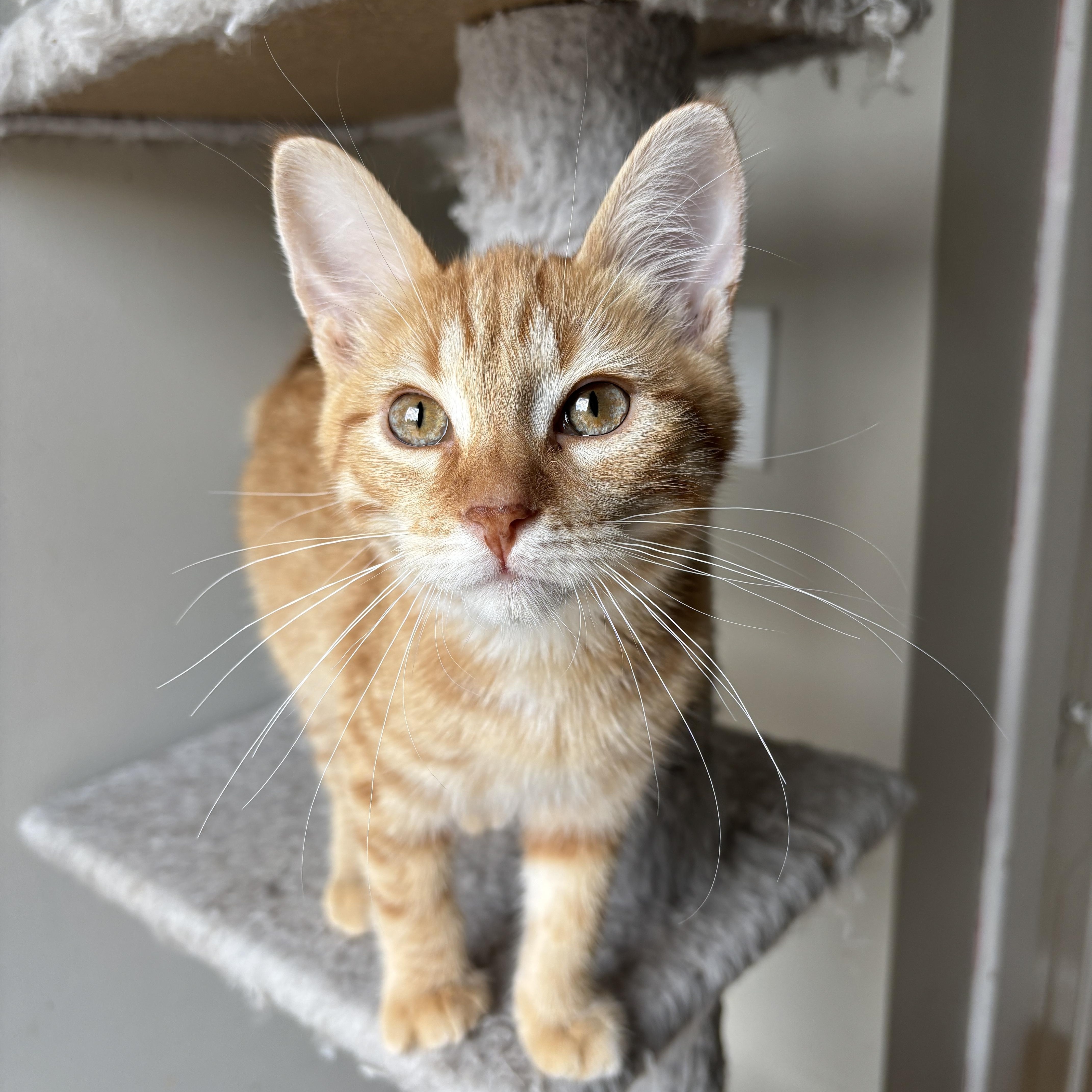 Enlarge EINSTEIN, an adopted Domestic Medium Hair in Shakespeare, ON image 3/5