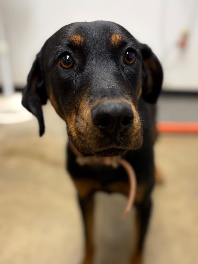 Enlarge Esmerelda, a Adoptable mixed breed in Lockhart, TX image 1/1