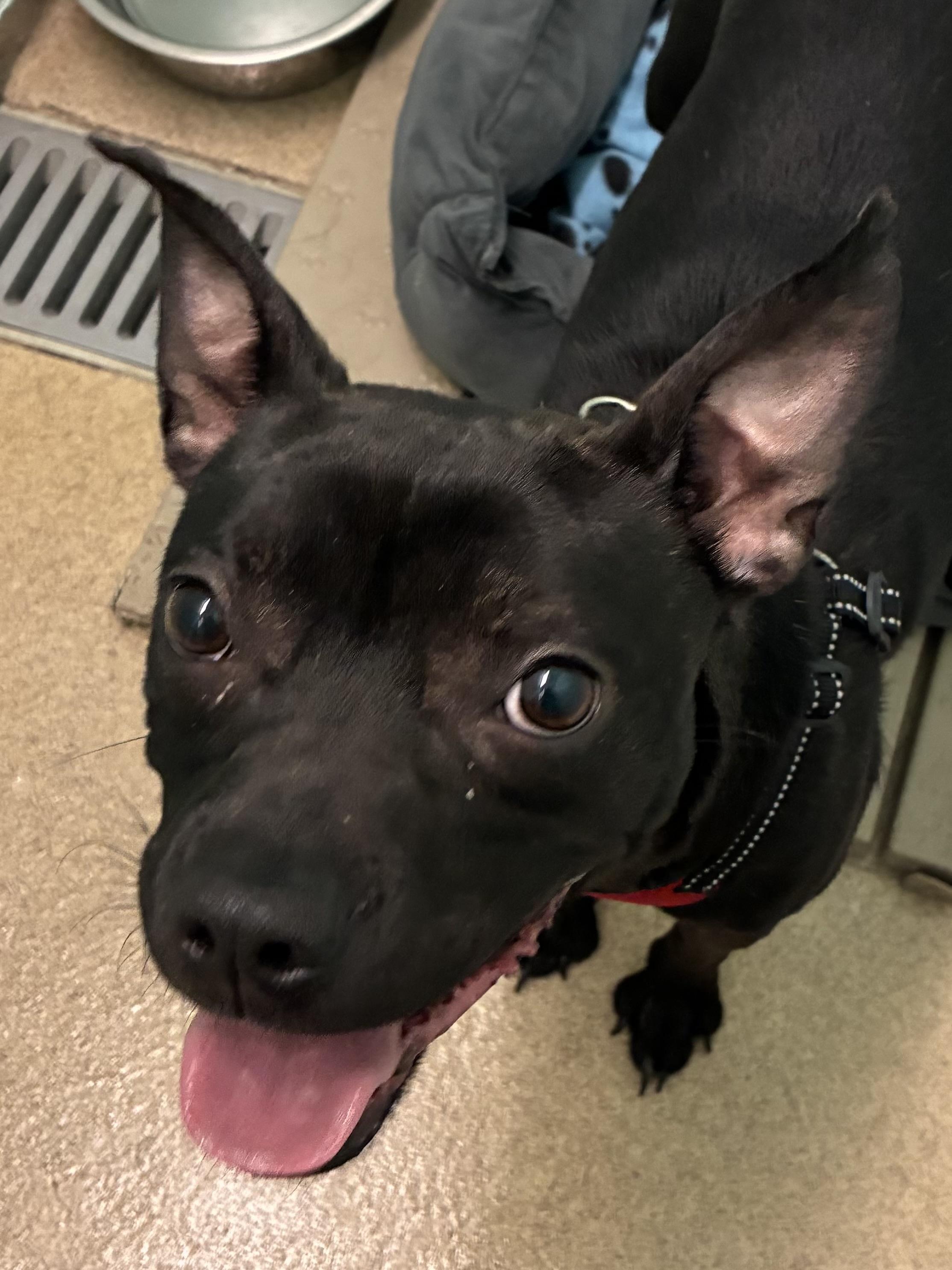 Enlarge Finn, an adopted mixed breed in Indiana, PA image 2/2