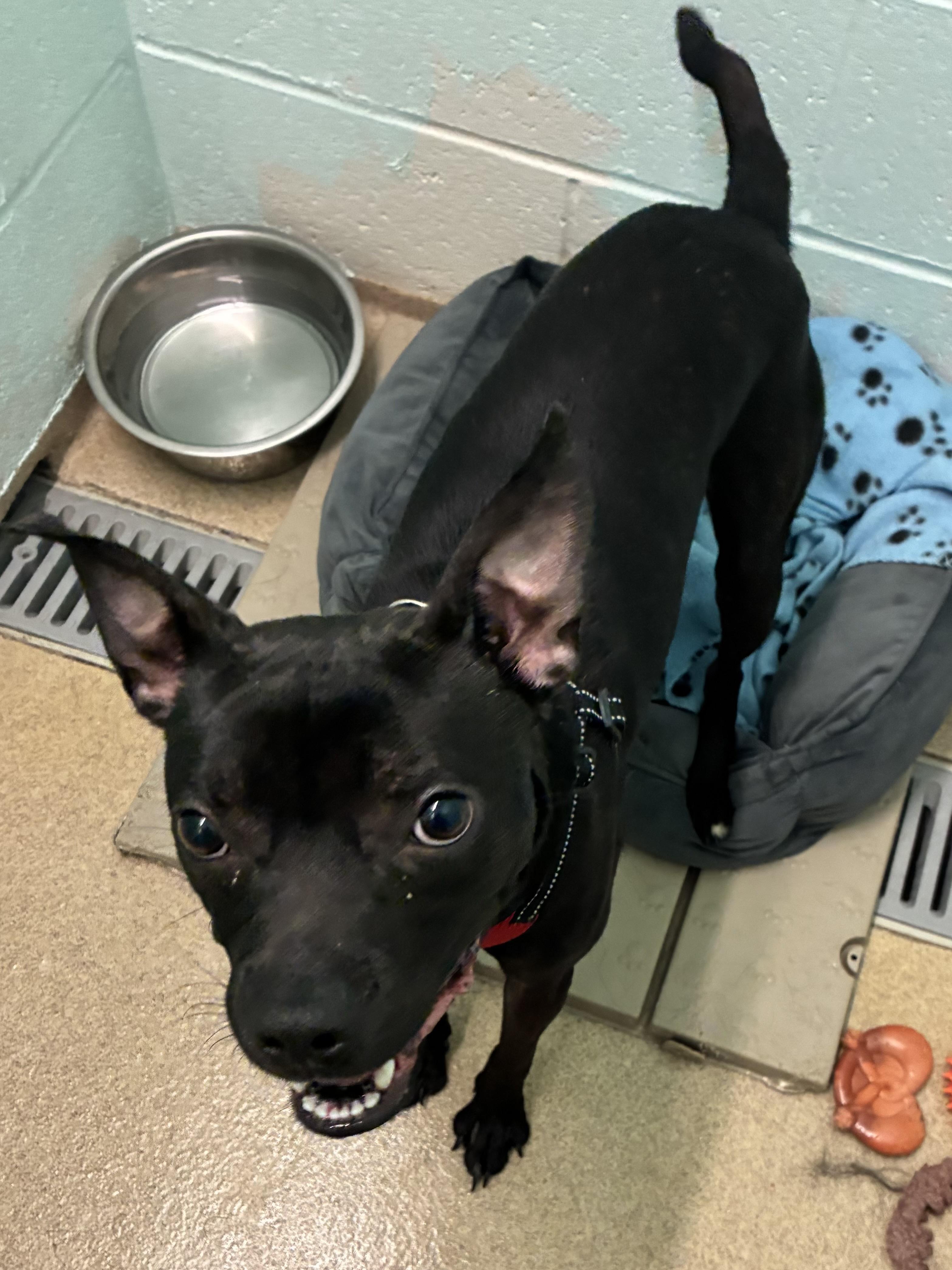 Enlarge Finn, an adopted mixed breed in Indiana, PA image 1/2