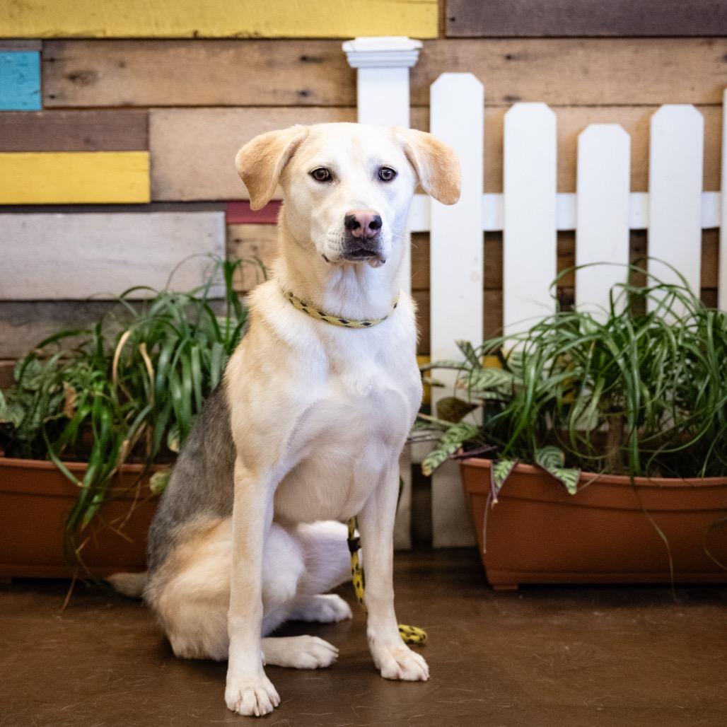 Enlarge Karma, a Adoptable Mixed Breed in Blaine, MN image 1/5