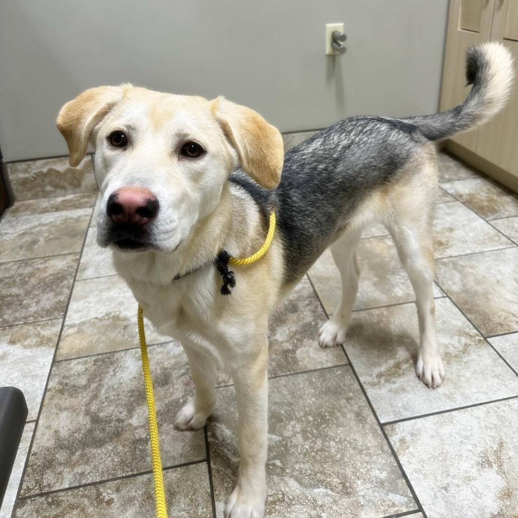 Enlarge Karma, a Adoptable Mixed Breed in Blaine, MN image 2/5