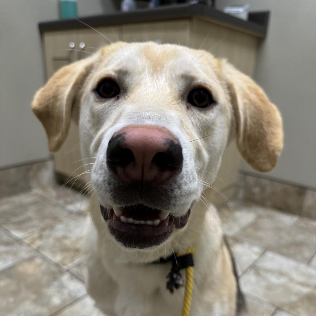 Enlarge Karma, a Adoptable Mixed Breed in Blaine, MN image 3/5