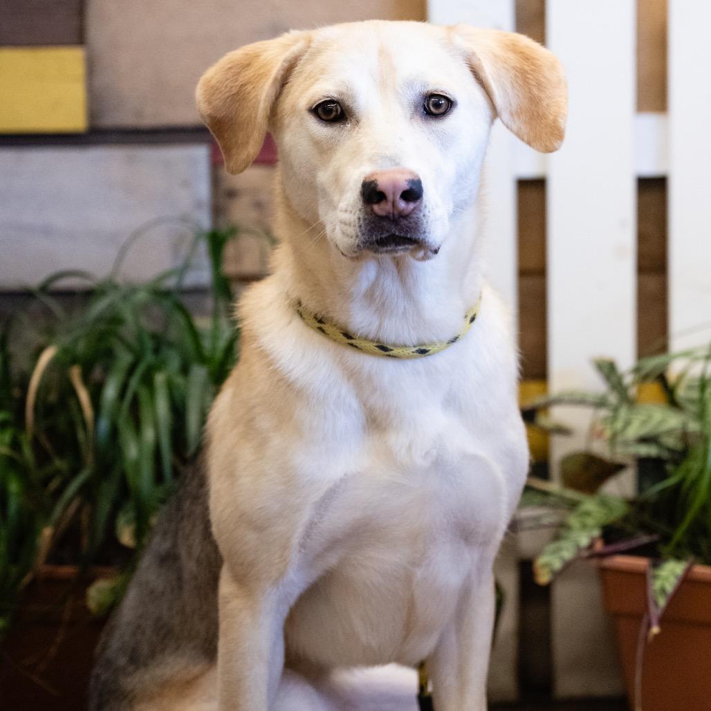 Enlarge Karma, a Adoptable Mixed Breed in Blaine, MN image 4/5