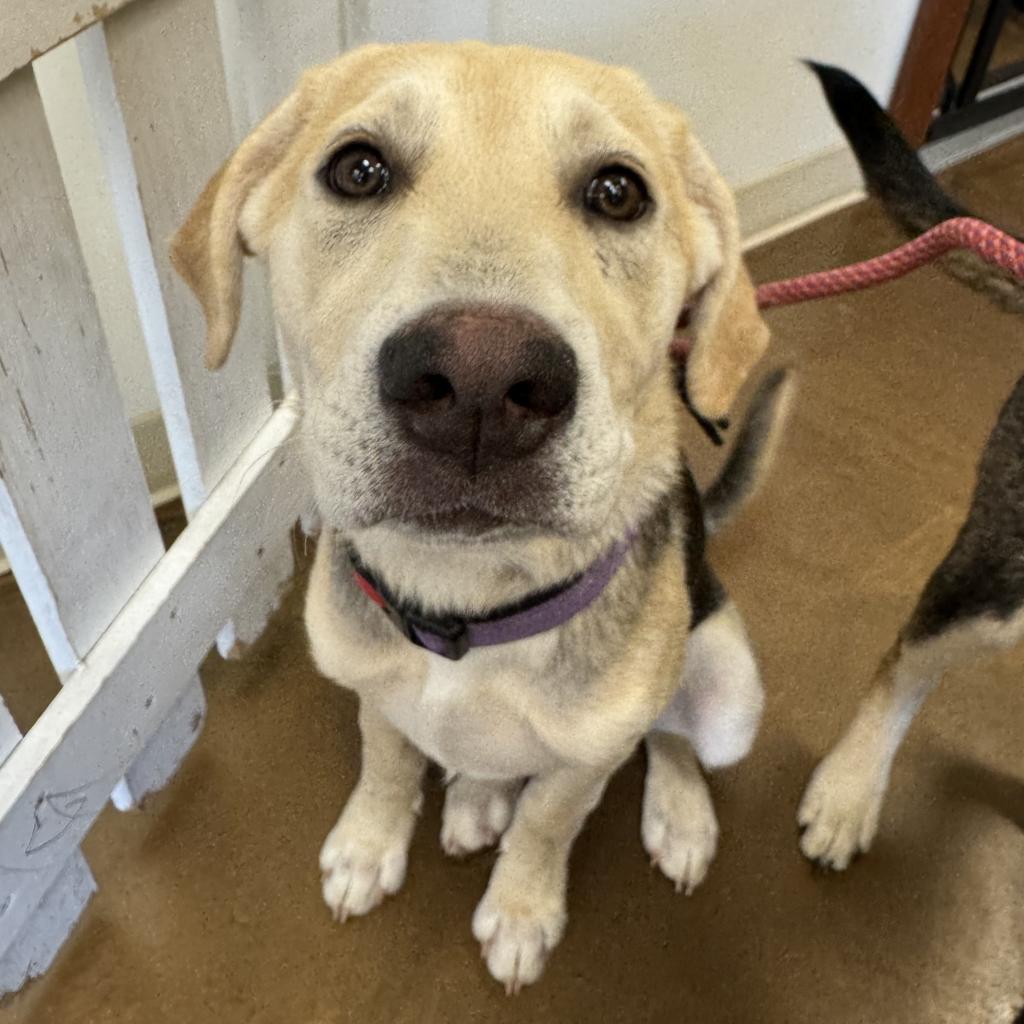 Enlarge Karma, a Adoptable Mixed Breed in Blaine, MN image 5/5