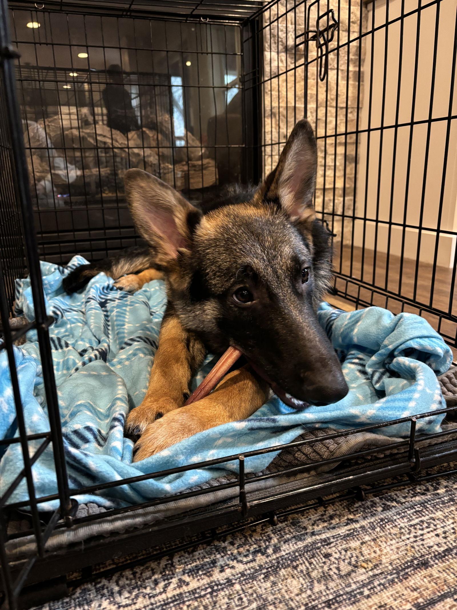 Ruthie, Adopted, Puppy Female German Shepherd Dog.