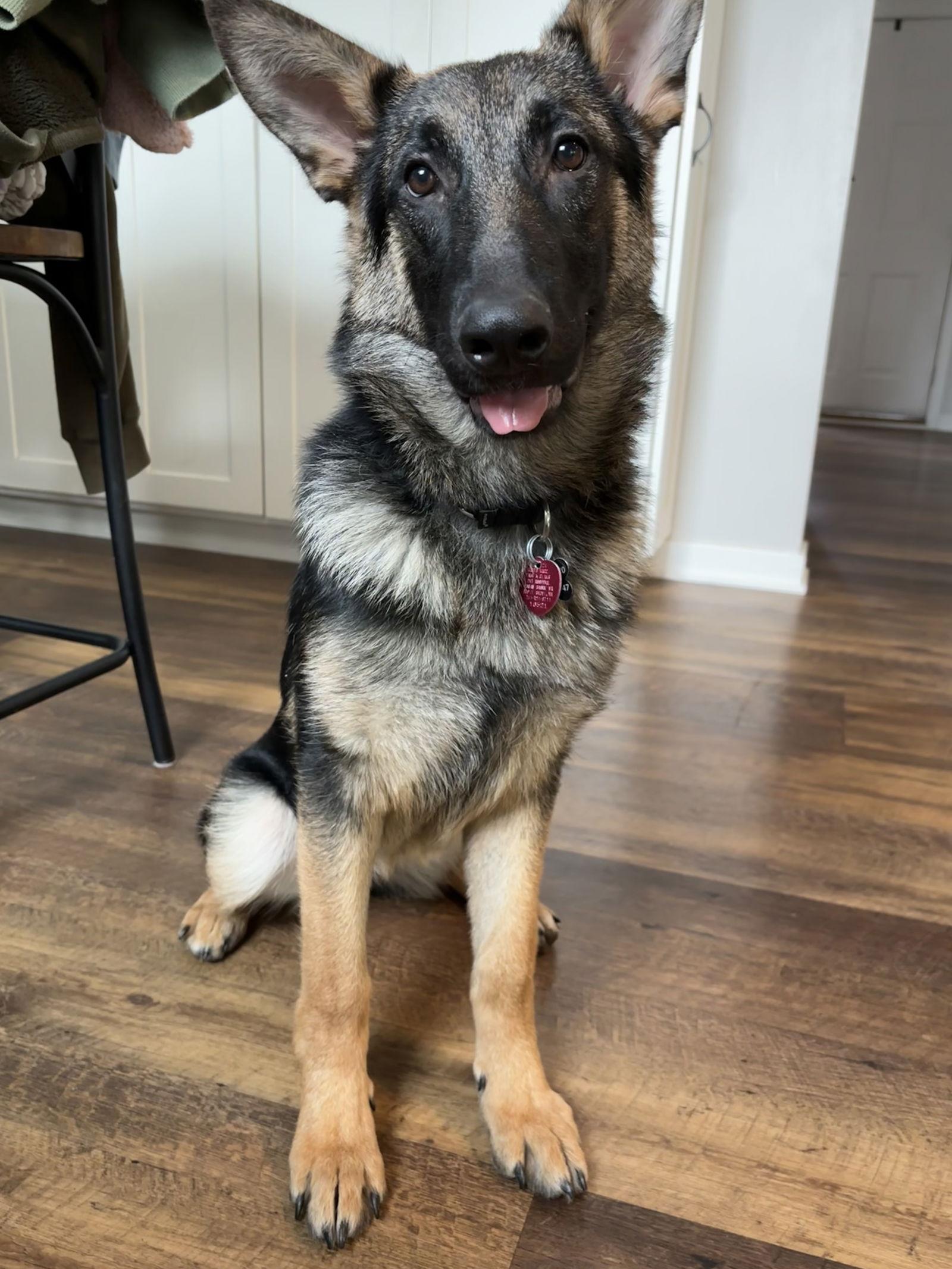 Ruthie, a Adopted German Shepherd Dog in Hugo, MN image 2/3