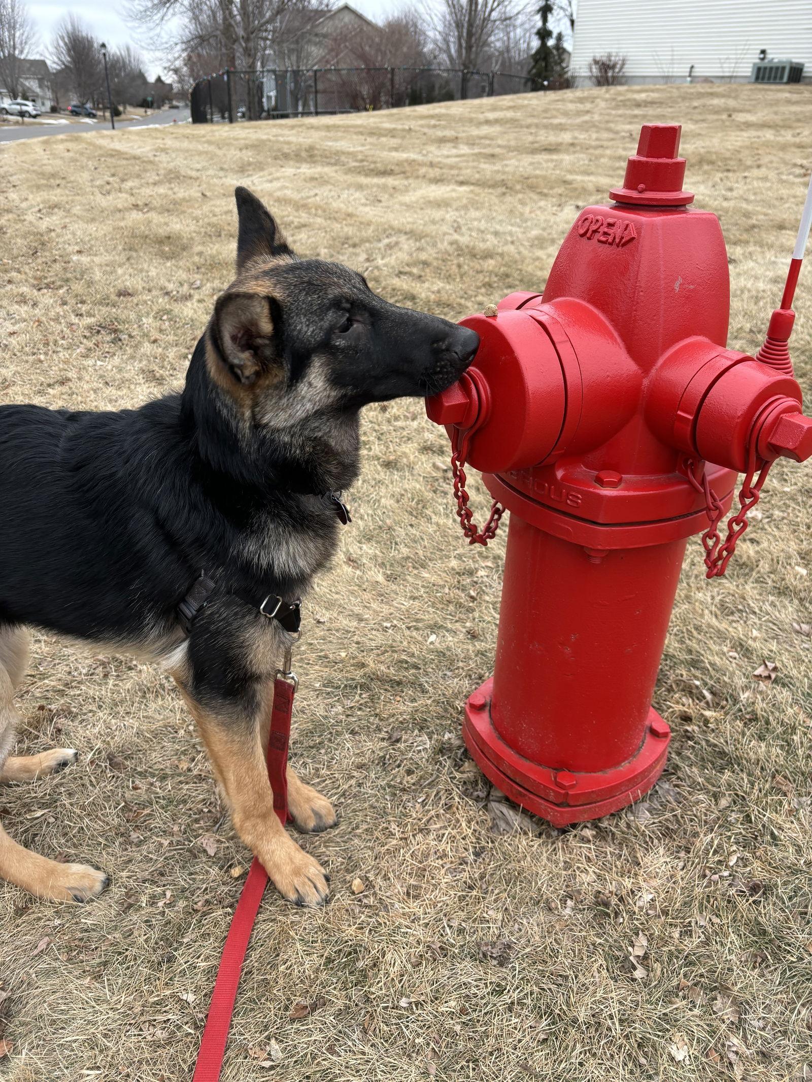 Ruthie, a Adopted German Shepherd Dog in Hugo, MN image 3/3