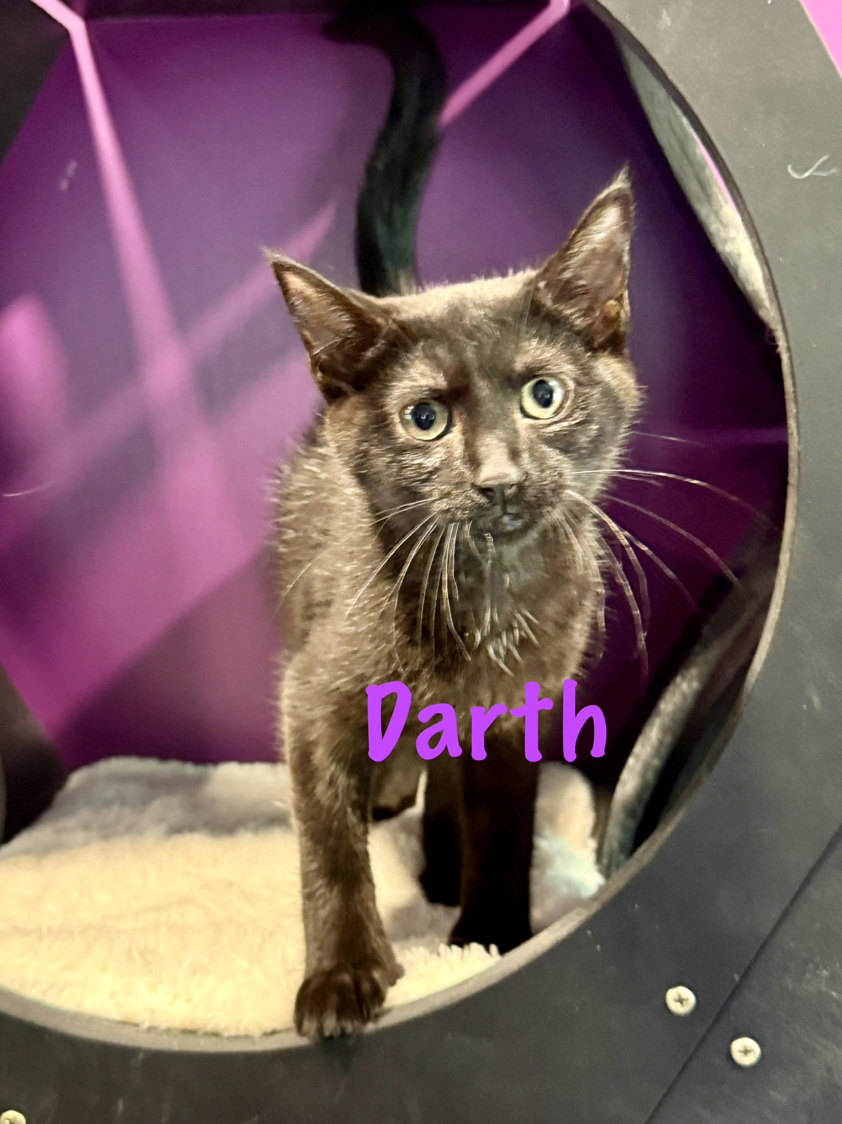 Darth (polydactyl), a ADOPTABLE Domestic Short Hair in Frewsburg, NY image 1/2