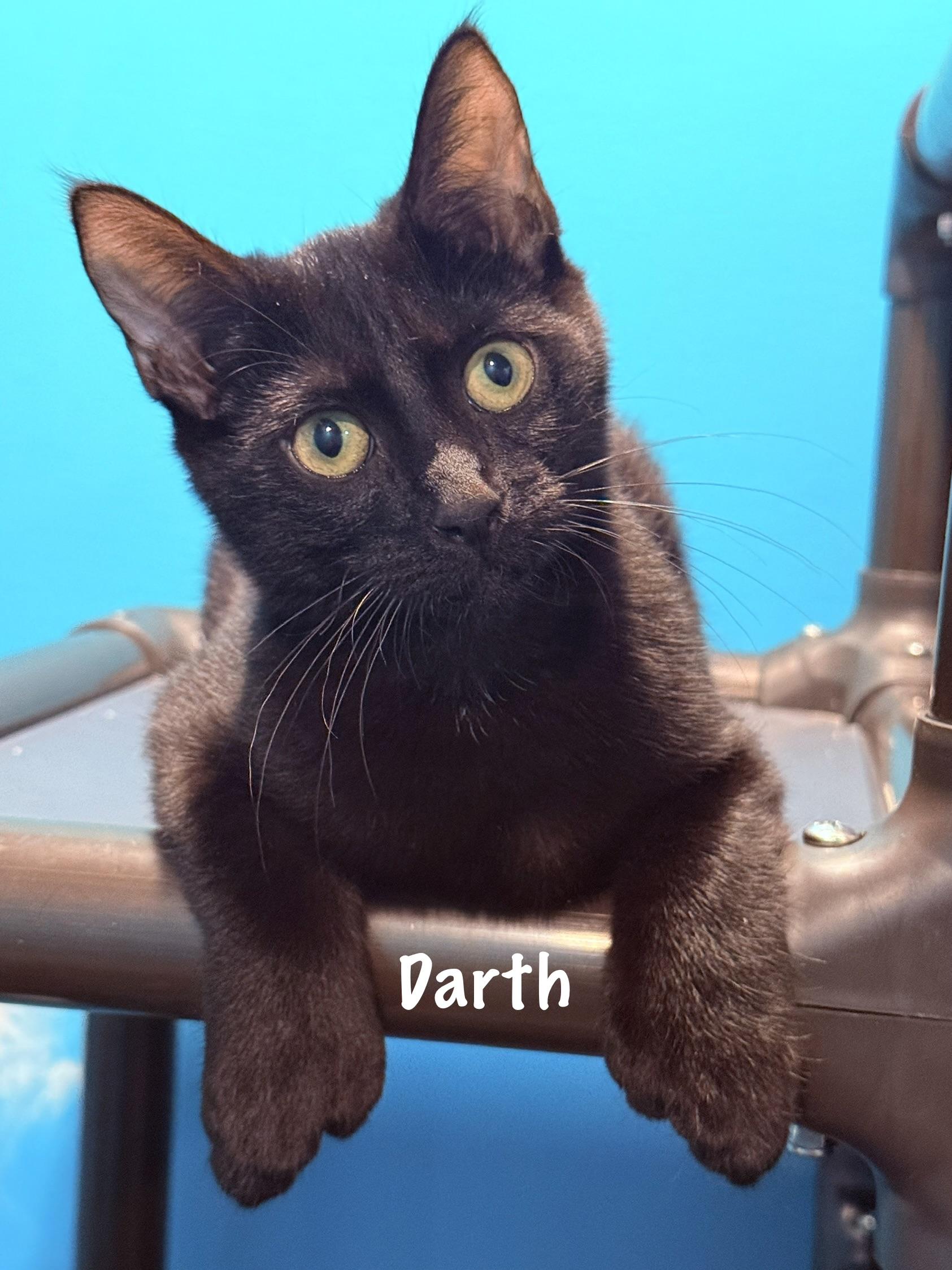 Enlarge Darth (polydactyl), a Adoptable Domestic Short Hair in Frewsburg, NY image 1/3