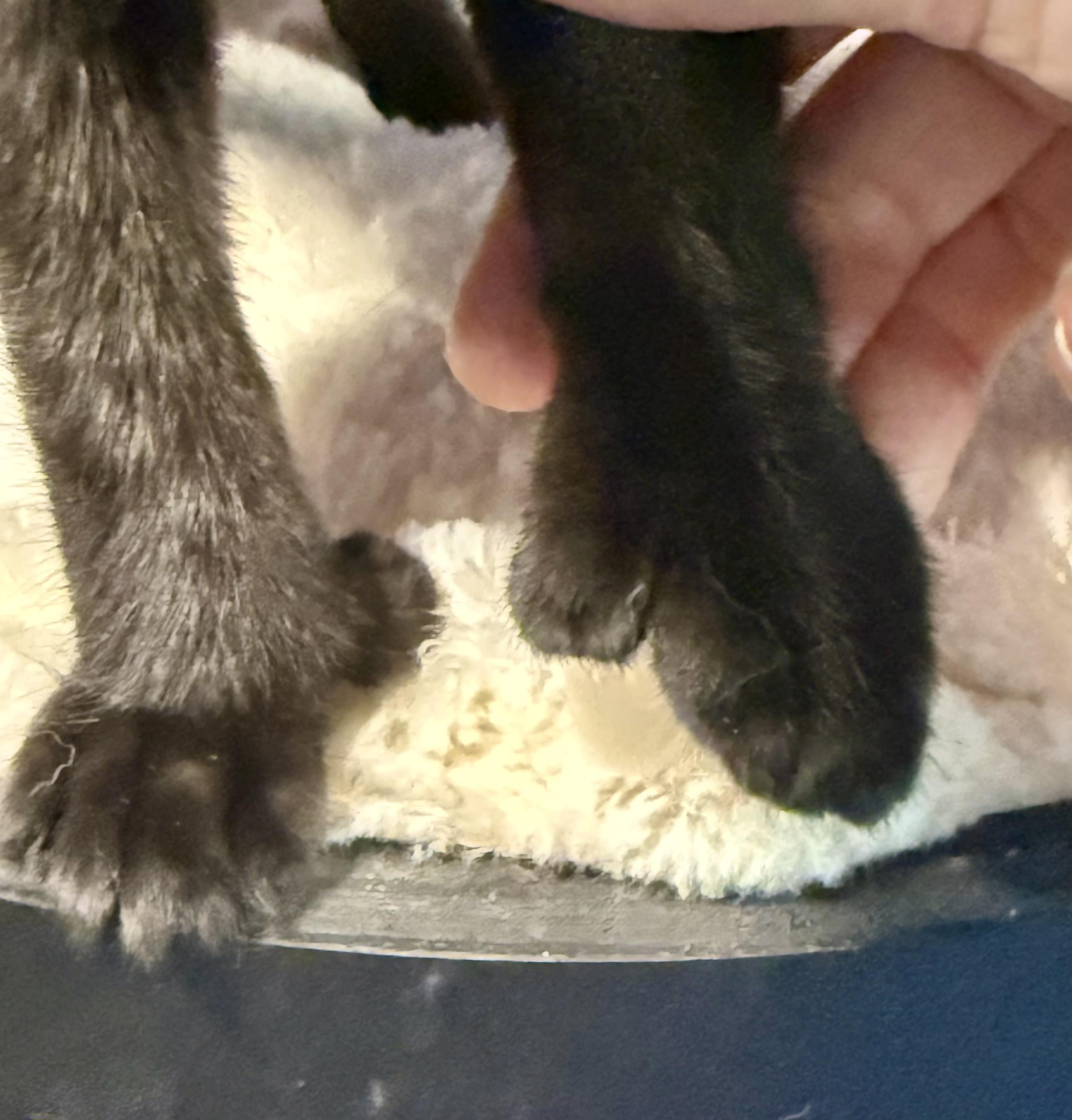 Darth (polydactyl), a ADOPTABLE Domestic Short Hair in Frewsburg, NY image 2/2