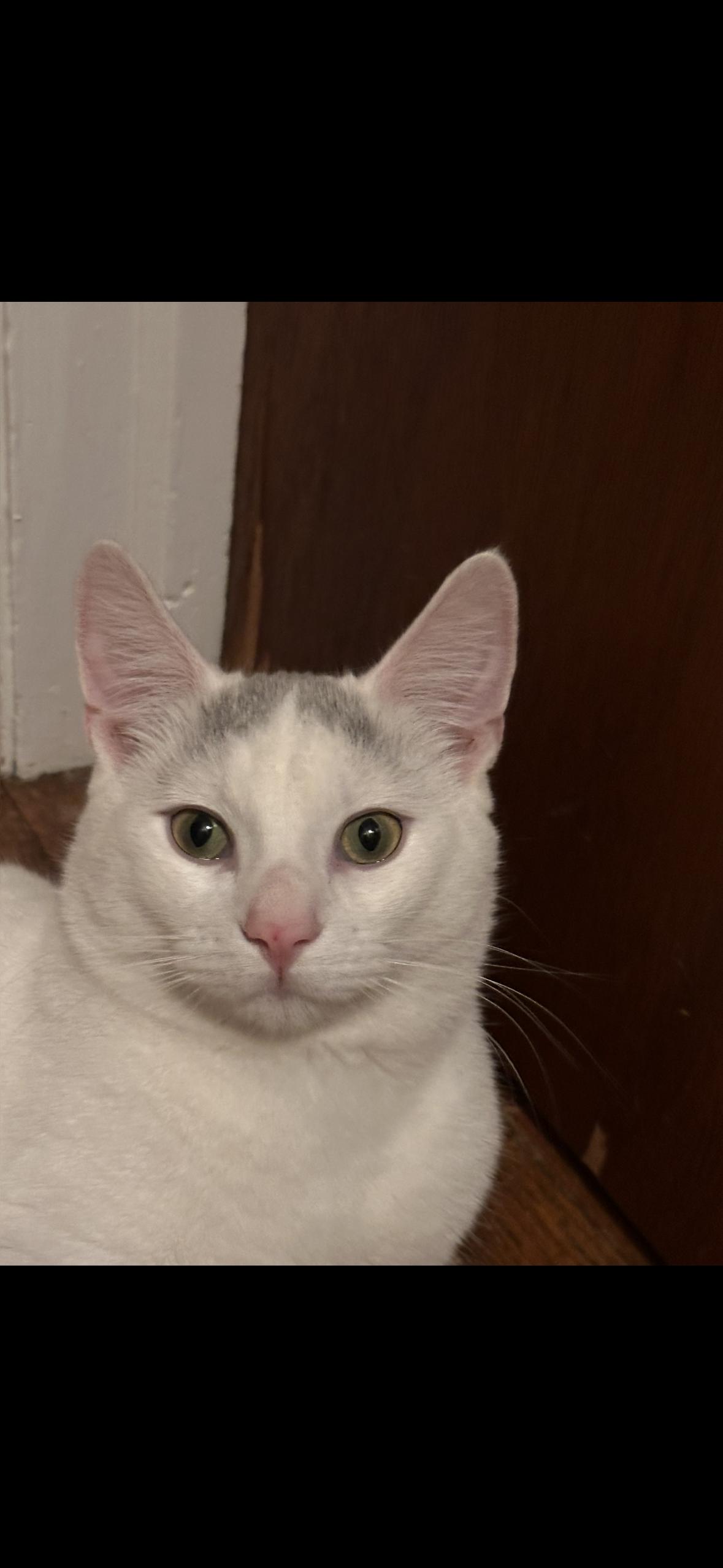 Gunner, a ADOPTABLE Domestic Medium Hair in Stamford, CT image 4/4