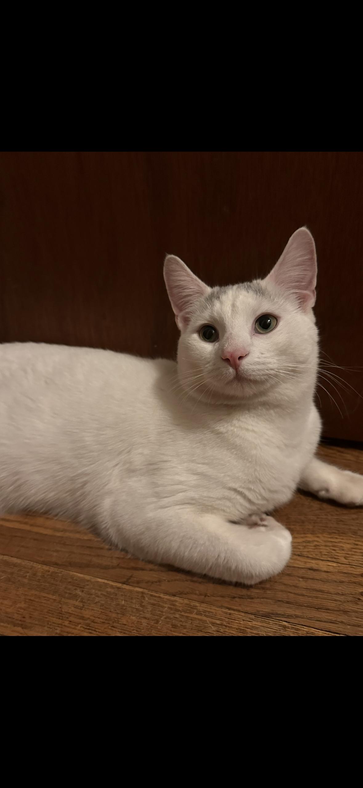 Gunner, a ADOPTABLE Domestic Medium Hair in Stamford, CT image 2/4