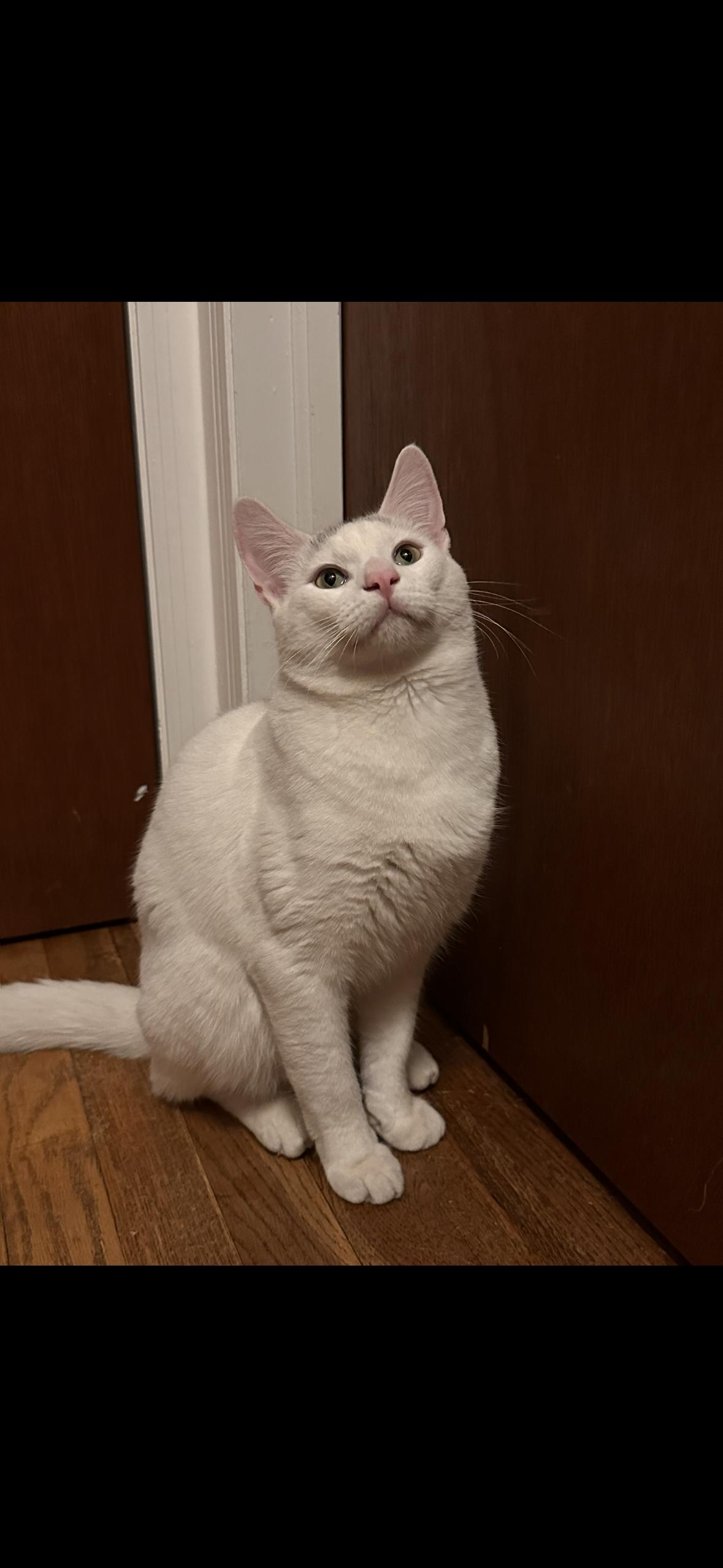 Gunner, a ADOPTABLE Domestic Medium Hair in Stamford, CT image 1/4