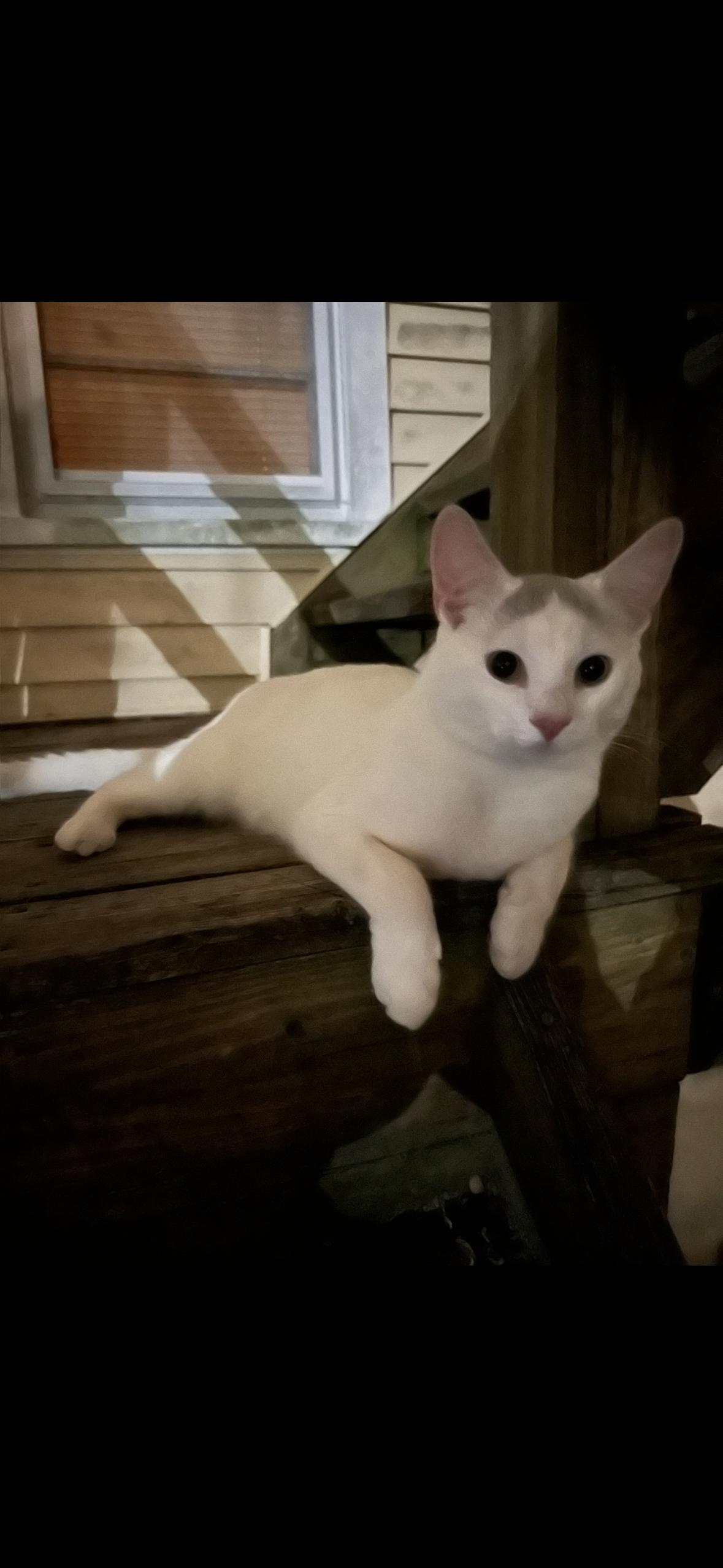 Gunner, a ADOPTABLE Domestic Medium Hair in Stamford, CT image 3/4